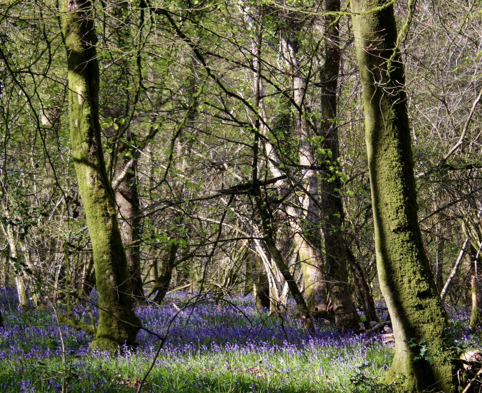Canon EOS 70D + Canon EF-S 18-55mm F3.5-5.6 sample photo. Bluebells photography
