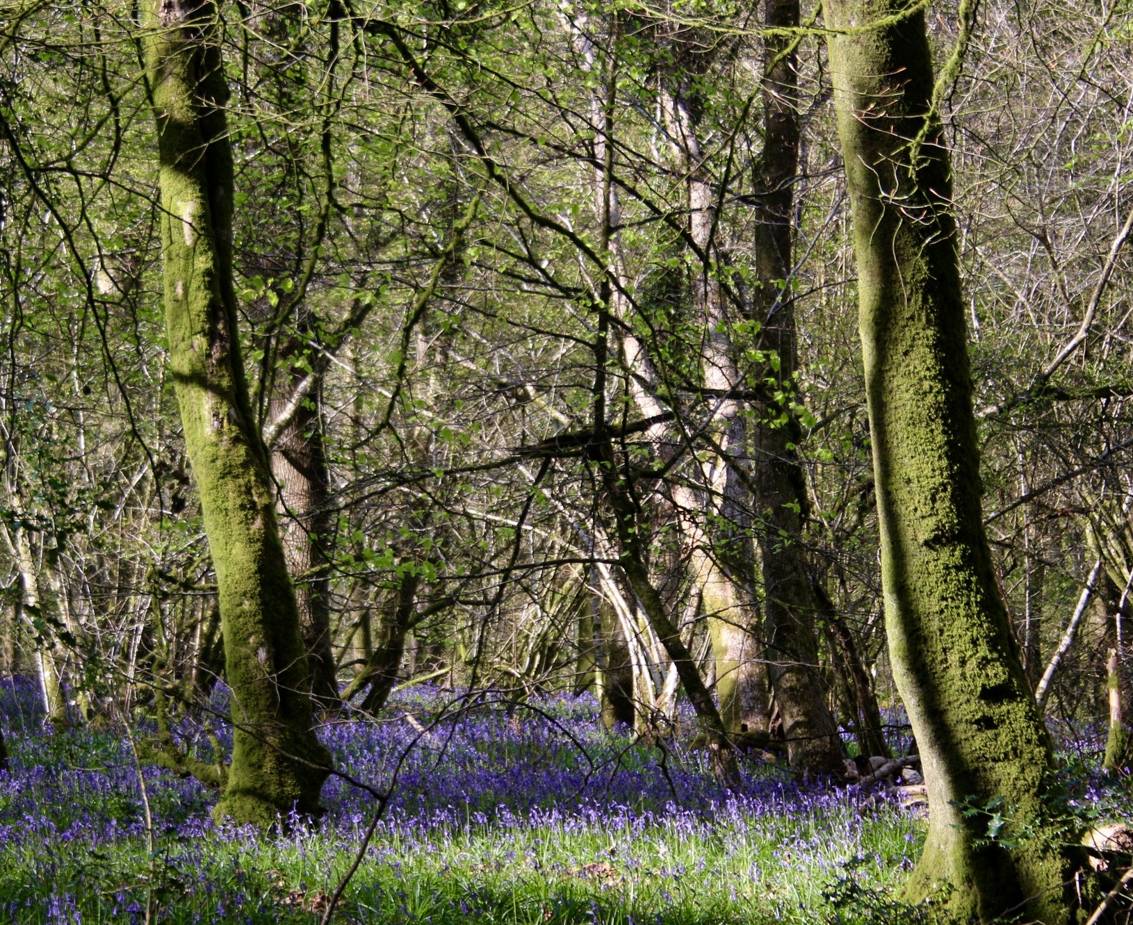 Canon EF-S 18-55mm F3.5-5.6 sample photo. Bluebells photography