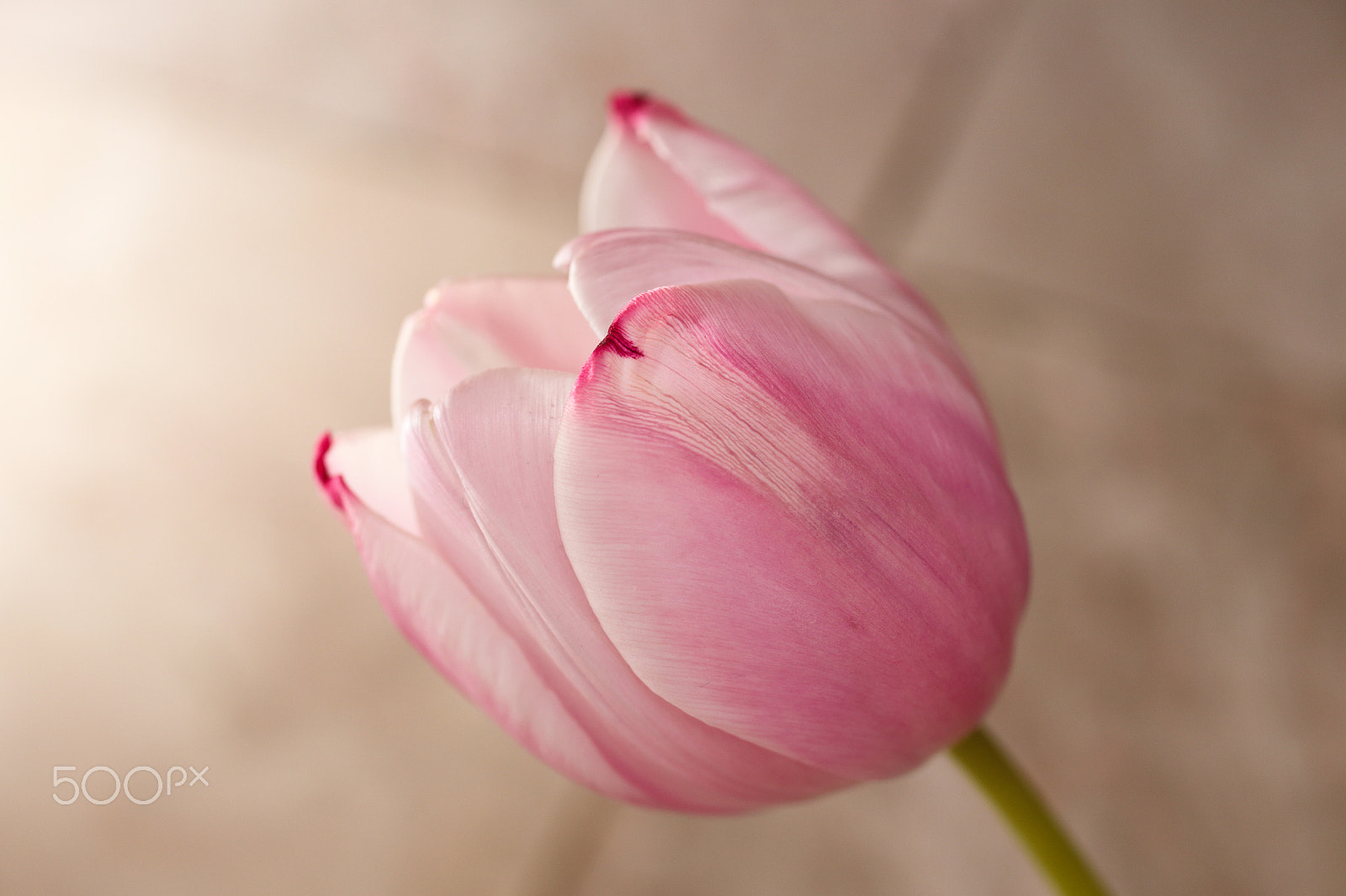 Canon EOS 6D + Canon EF 50mm F2.5 Macro sample photo. Tulip photography
