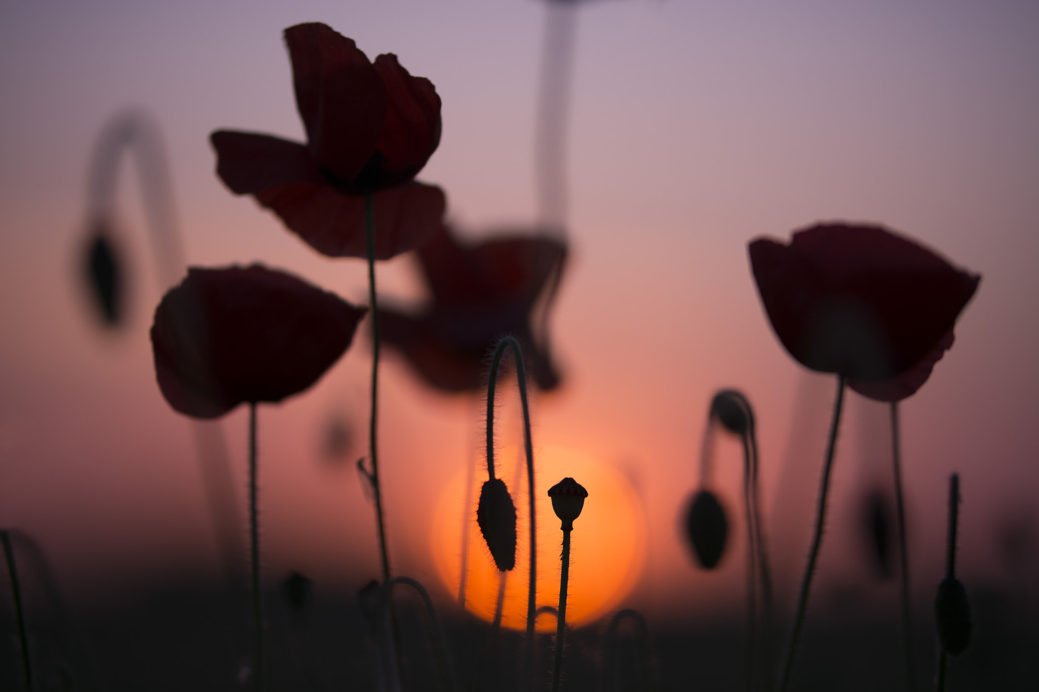 Nikon D7100 + Sigma 50-100mm F1.8 DC HSM Art sample photo. Coquelicot2 photography