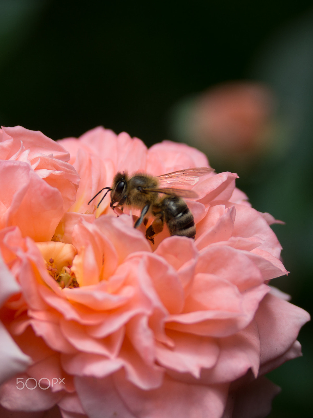 Olympus OM-D E-M10 + Panasonic Leica D Vario-Elmar 14-150mm F3.5-5.6 Asph Mega OIS sample photo. Bee in roses photography