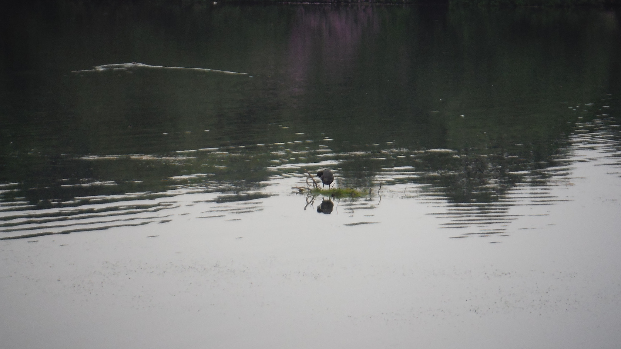 Fujifilm FinePix XP70 XP71 XP75 sample photo. Nest photography