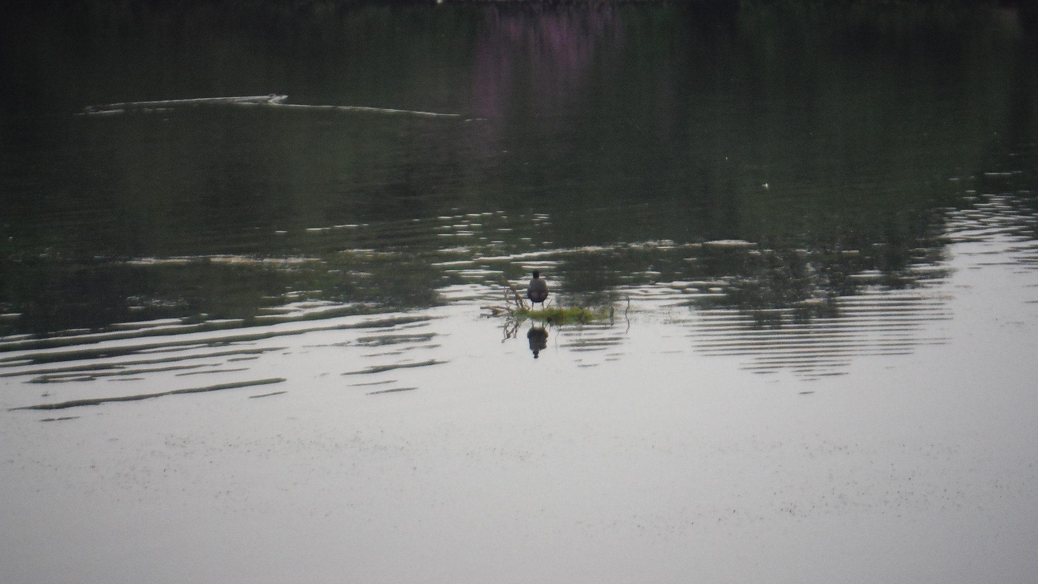 Fujifilm FinePix XP70 XP71 XP75 sample photo. Nest photography