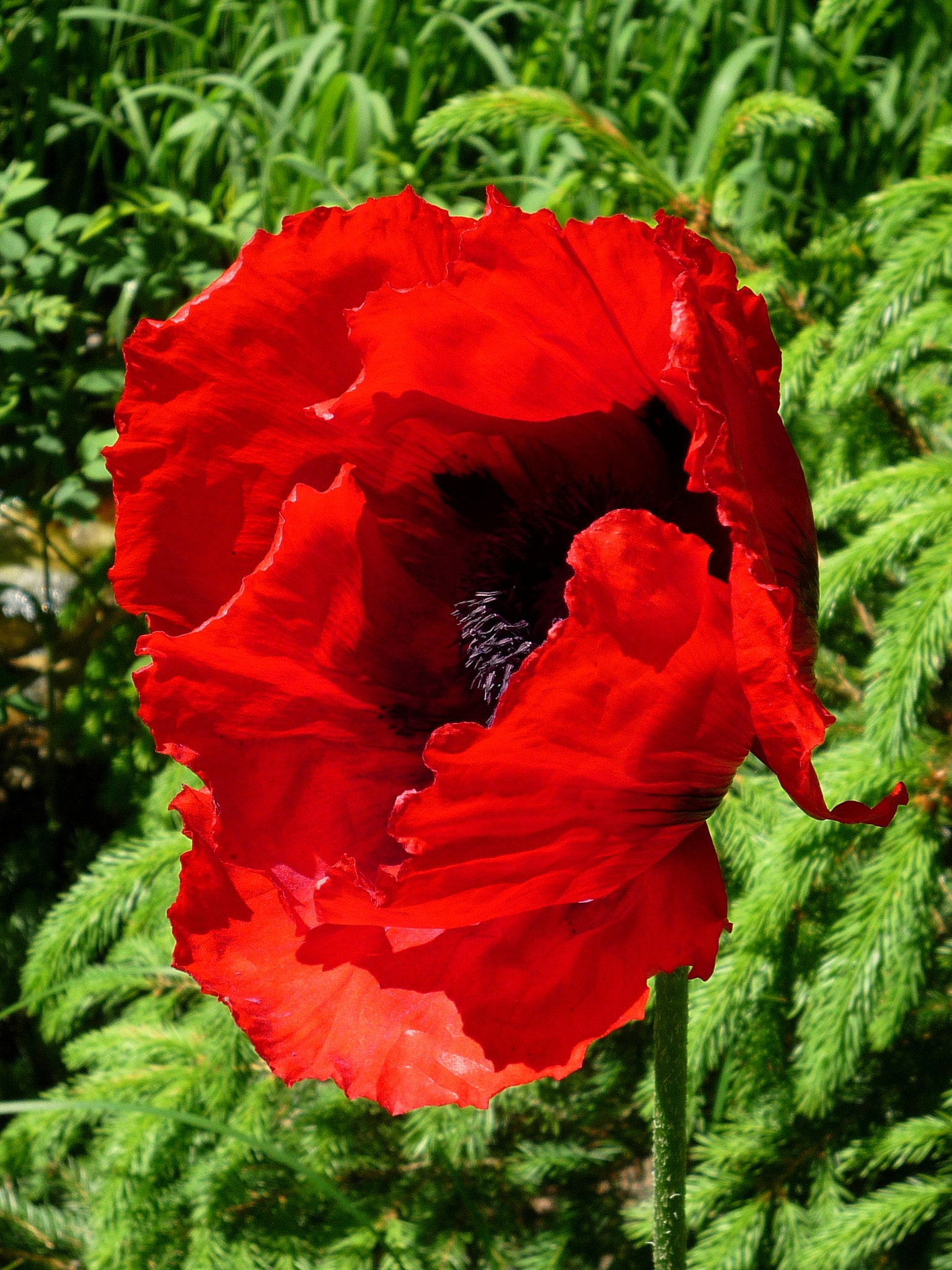 Panasonic DMC-FS20 sample photo. Red poppy photography