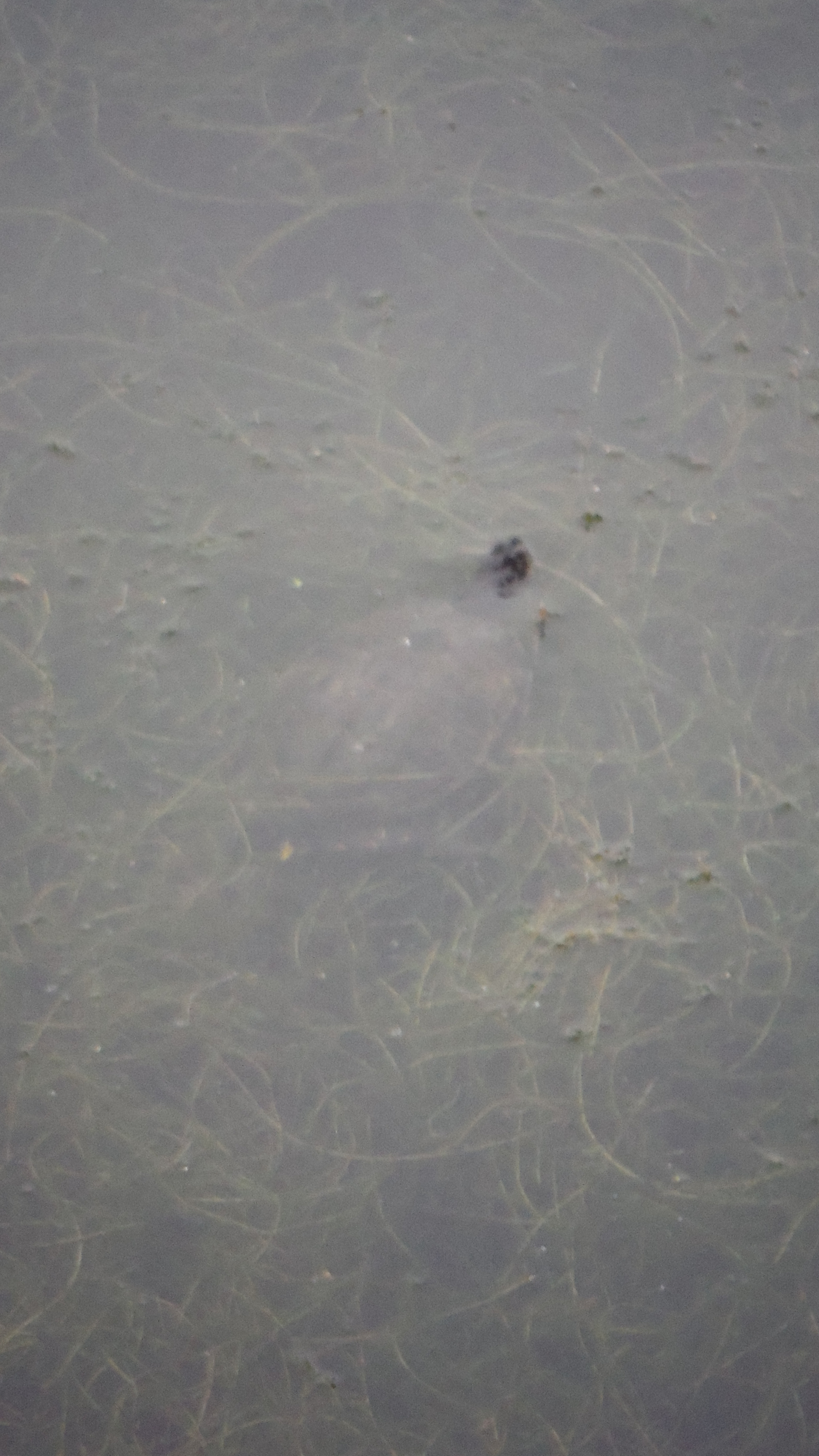 Fujifilm FinePix XP70 XP71 XP75 sample photo. Terrapin photography