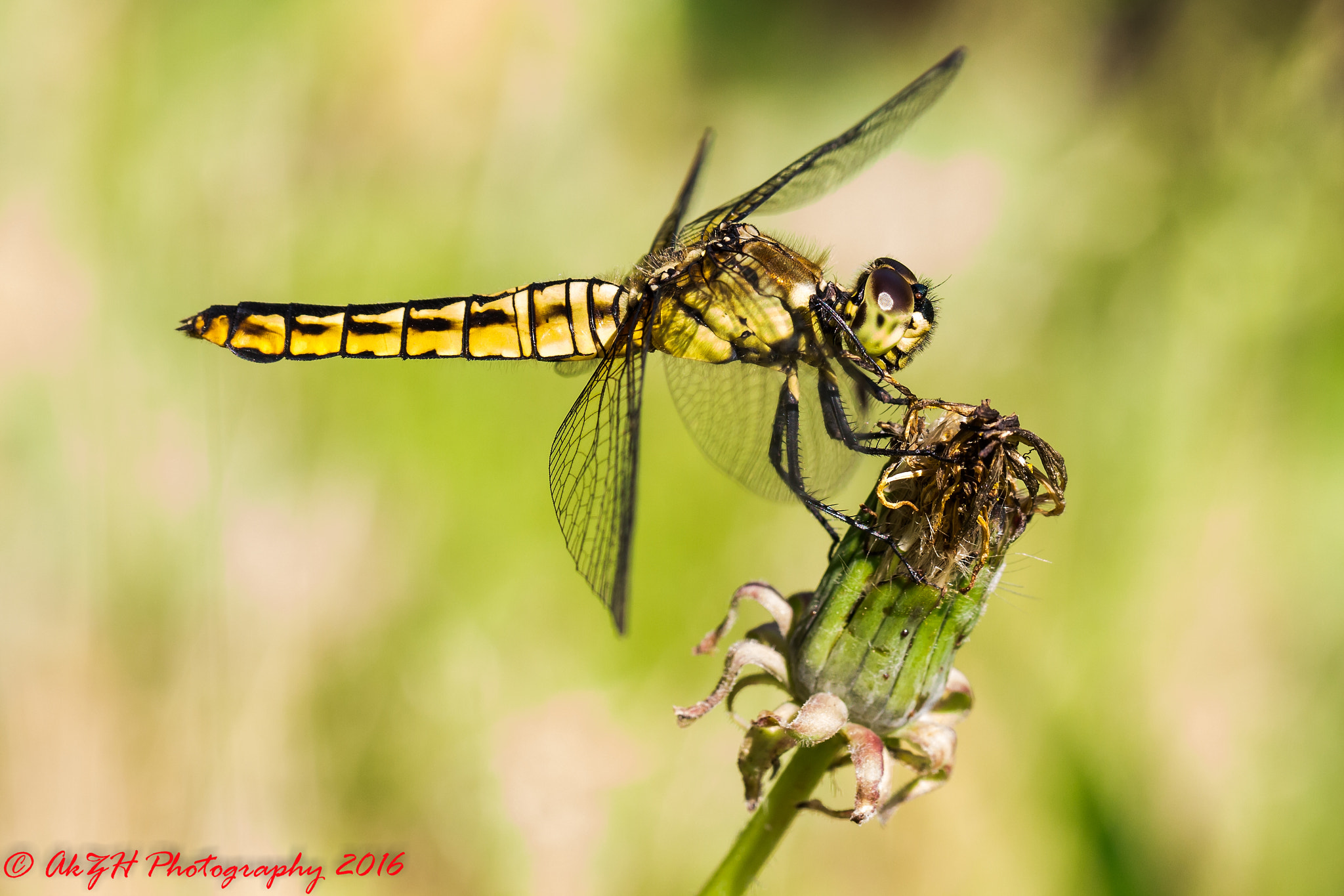 Canon EOS 700D (EOS Rebel T5i / EOS Kiss X7i) sample photo. Dragonfly photography