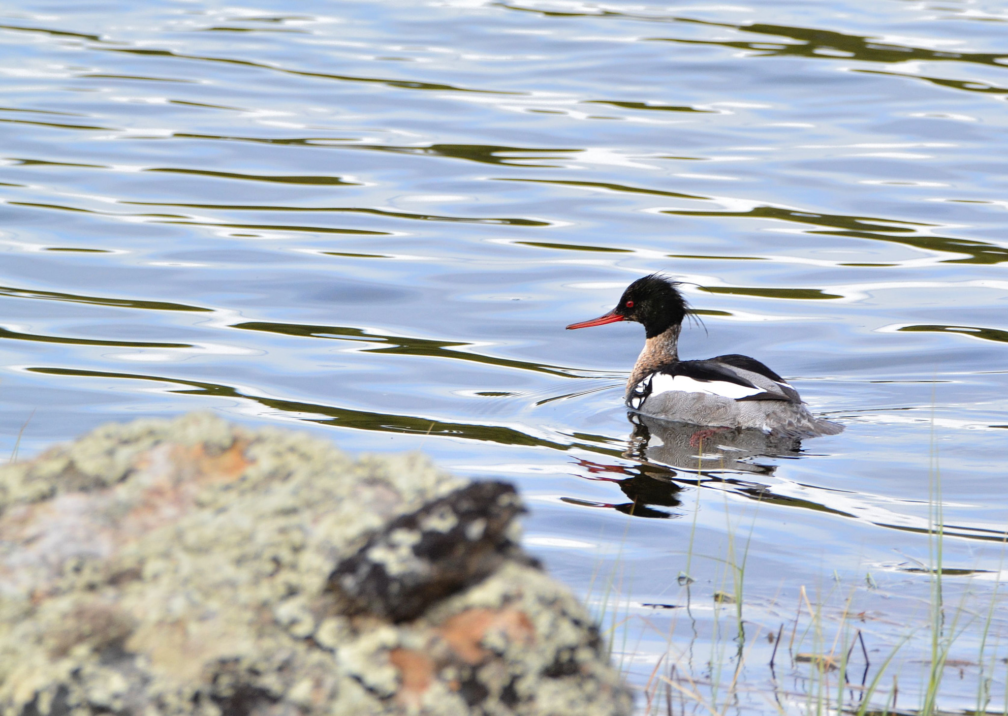 Nikon D3100 + Tamron SP 150-600mm F5-6.3 Di VC USD sample photo. Red-breasted merganser photography