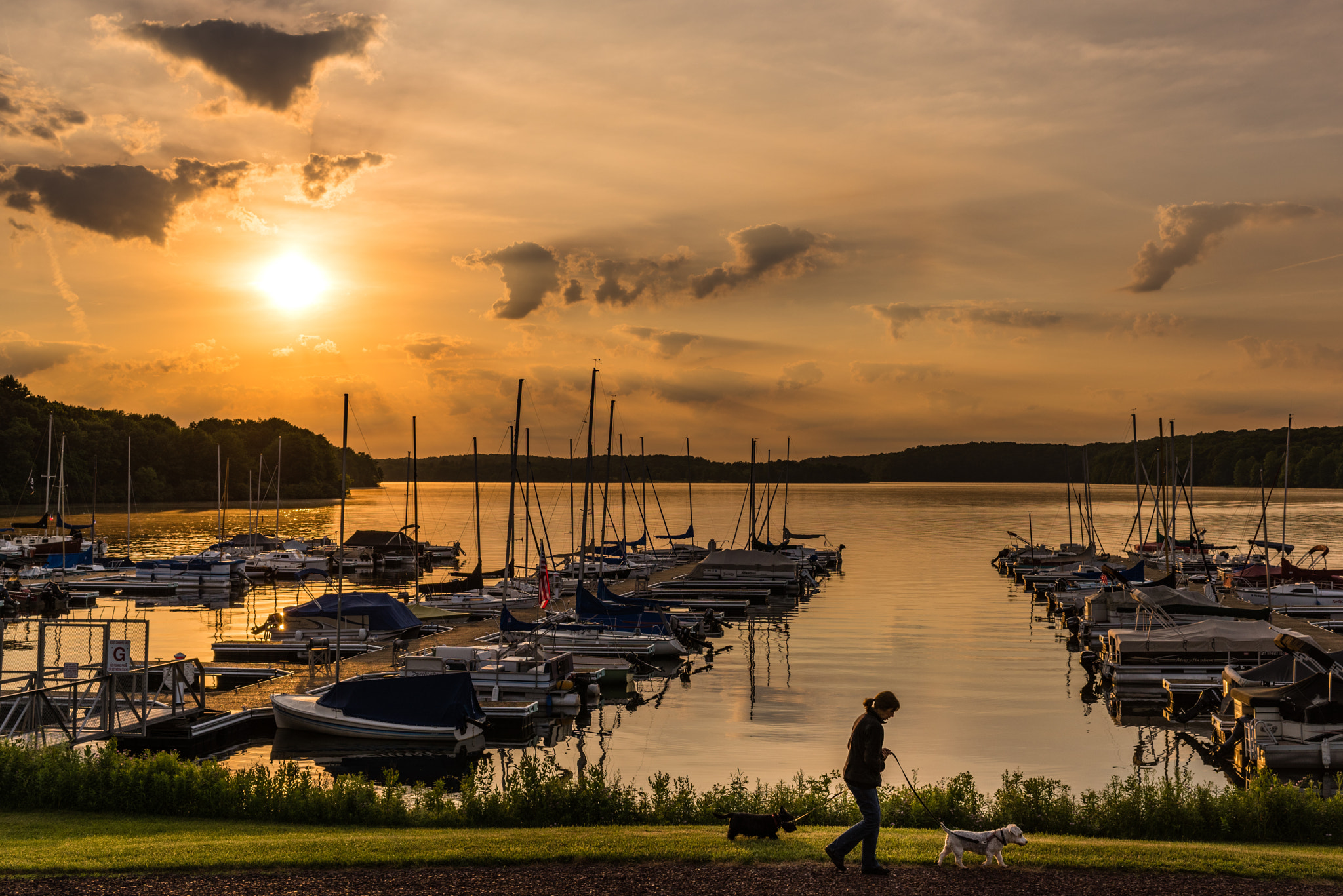 Nikon D810 + Zeiss Milvus 35mm f/2 sample photo. Walking the dogs photography