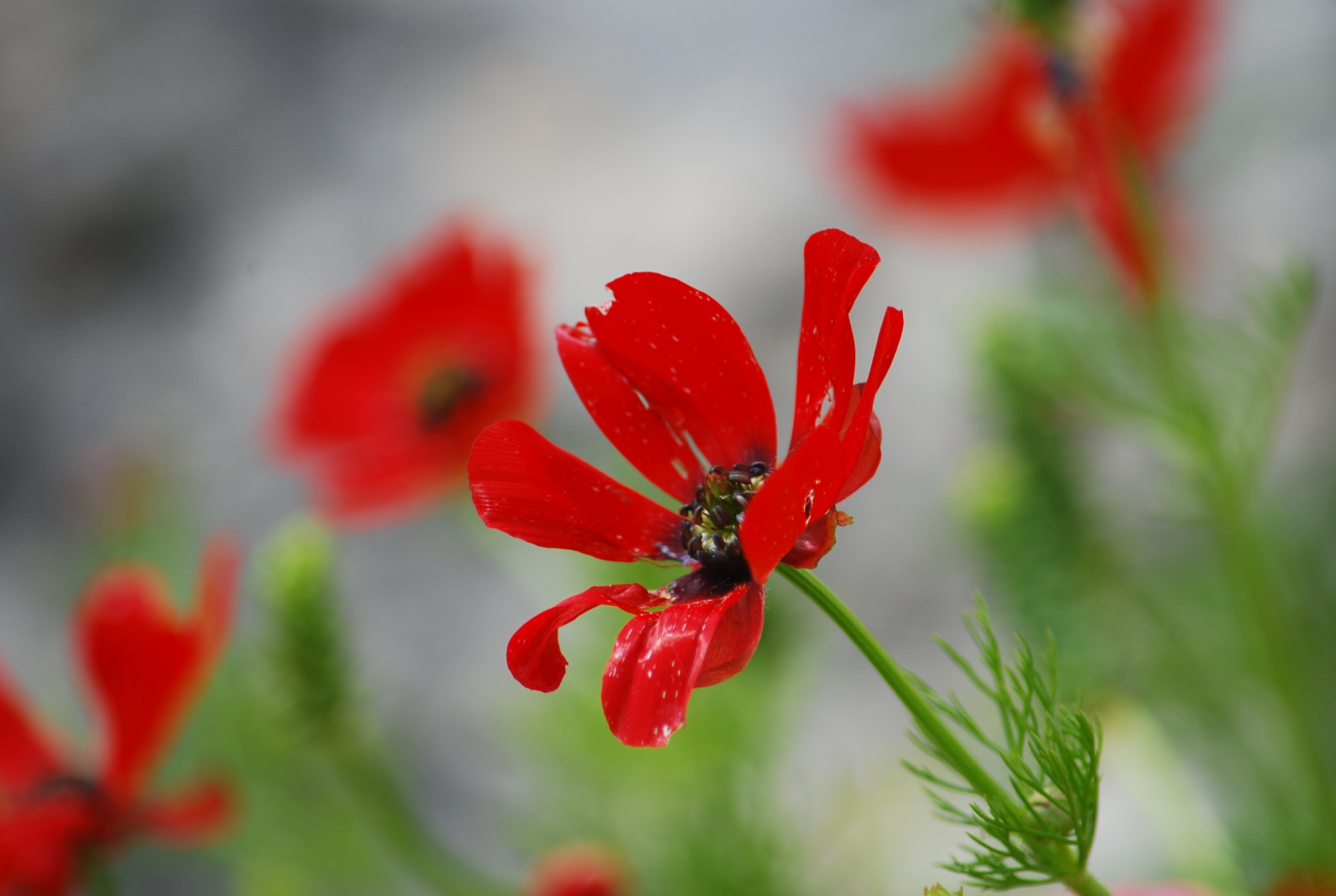 Nikon D80 sample photo. Anemone photography