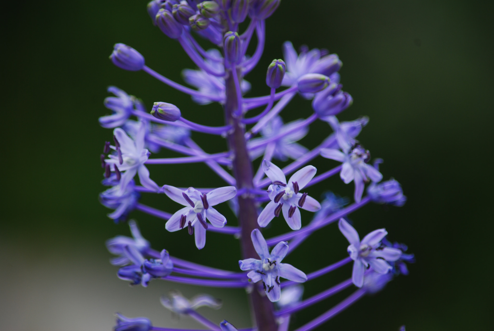 Nikon D80 sample photo. Purple photography