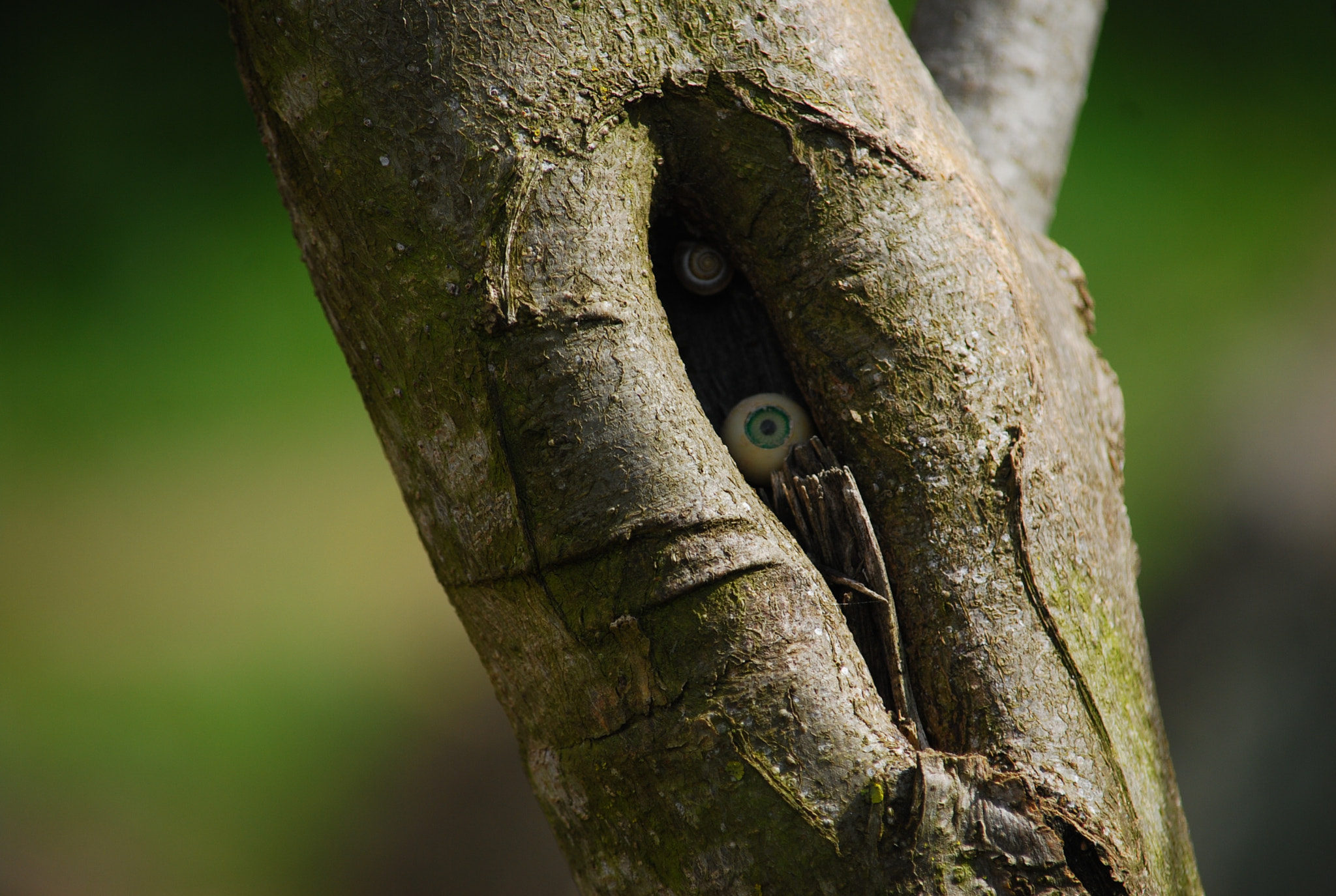 Nikon D80 sample photo. Forest eye. photography