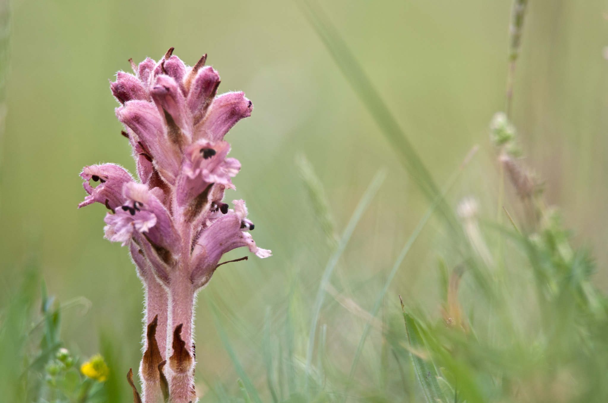 Nikon D300S sample photo. Broomrape photography