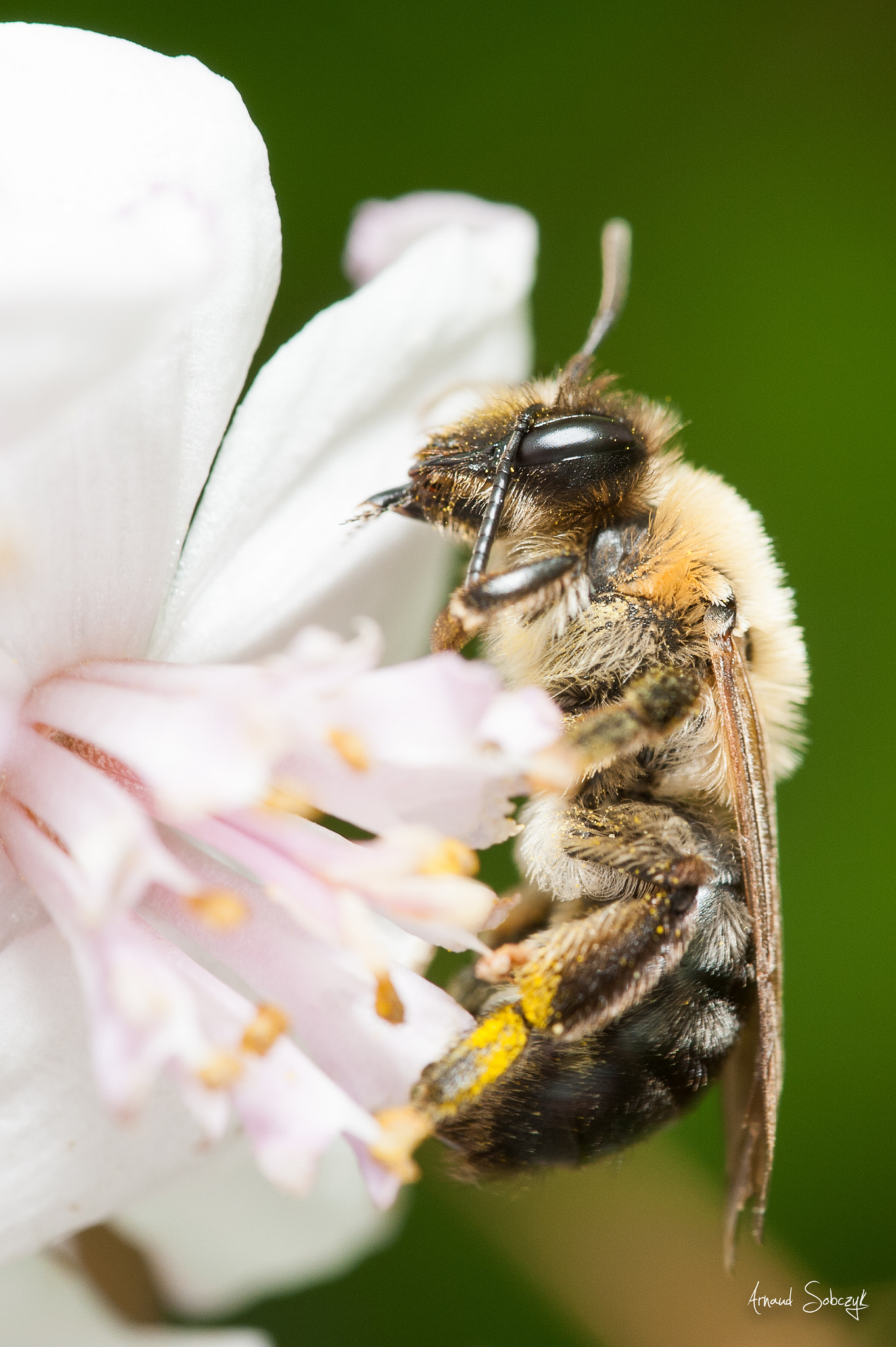 Sigma 105mm F2.8 EX DG OS HSM sample photo. A little cleaning photography