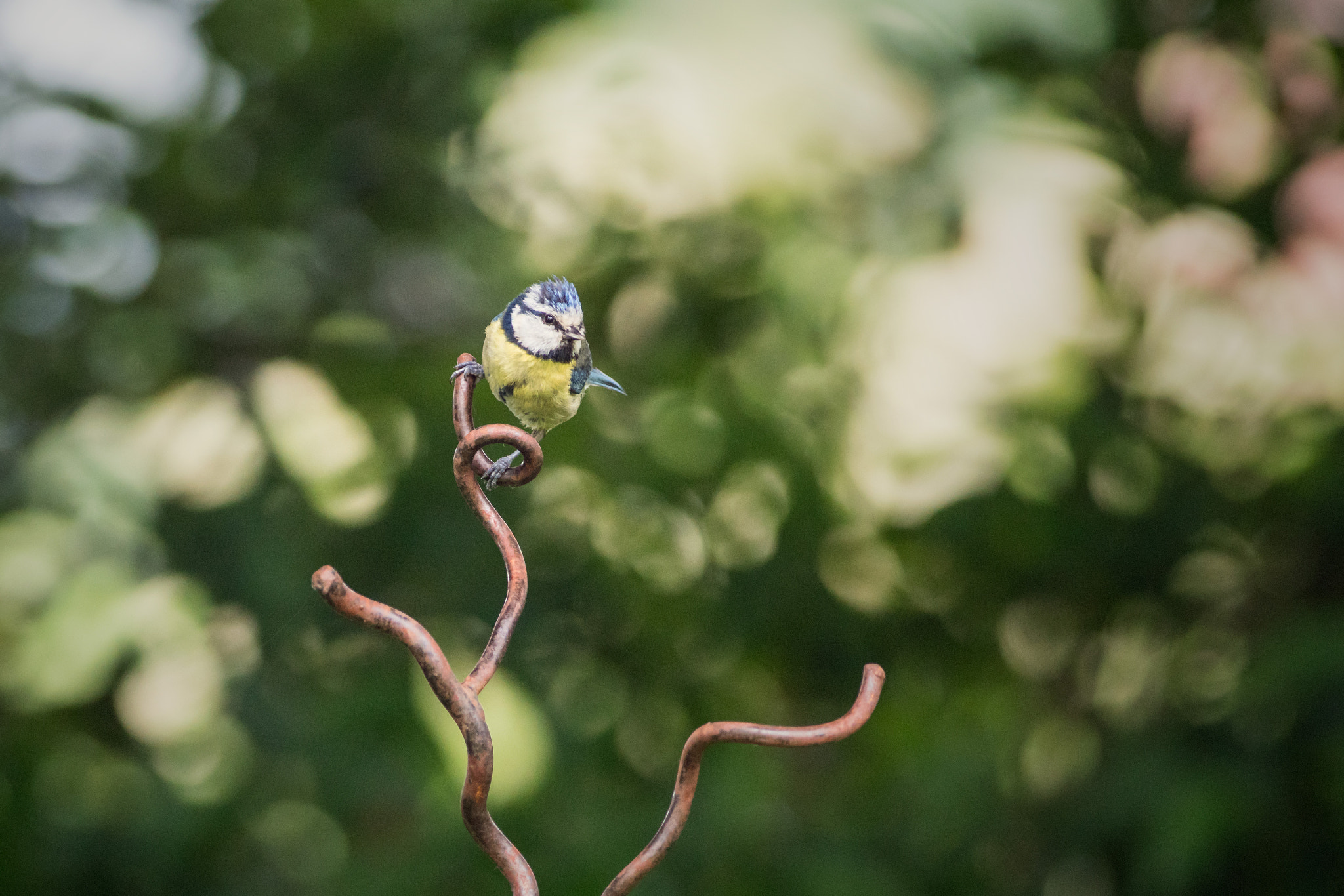Sony a7R II + Canon EF 400mm F5.6L USM sample photo. Blue tit photography