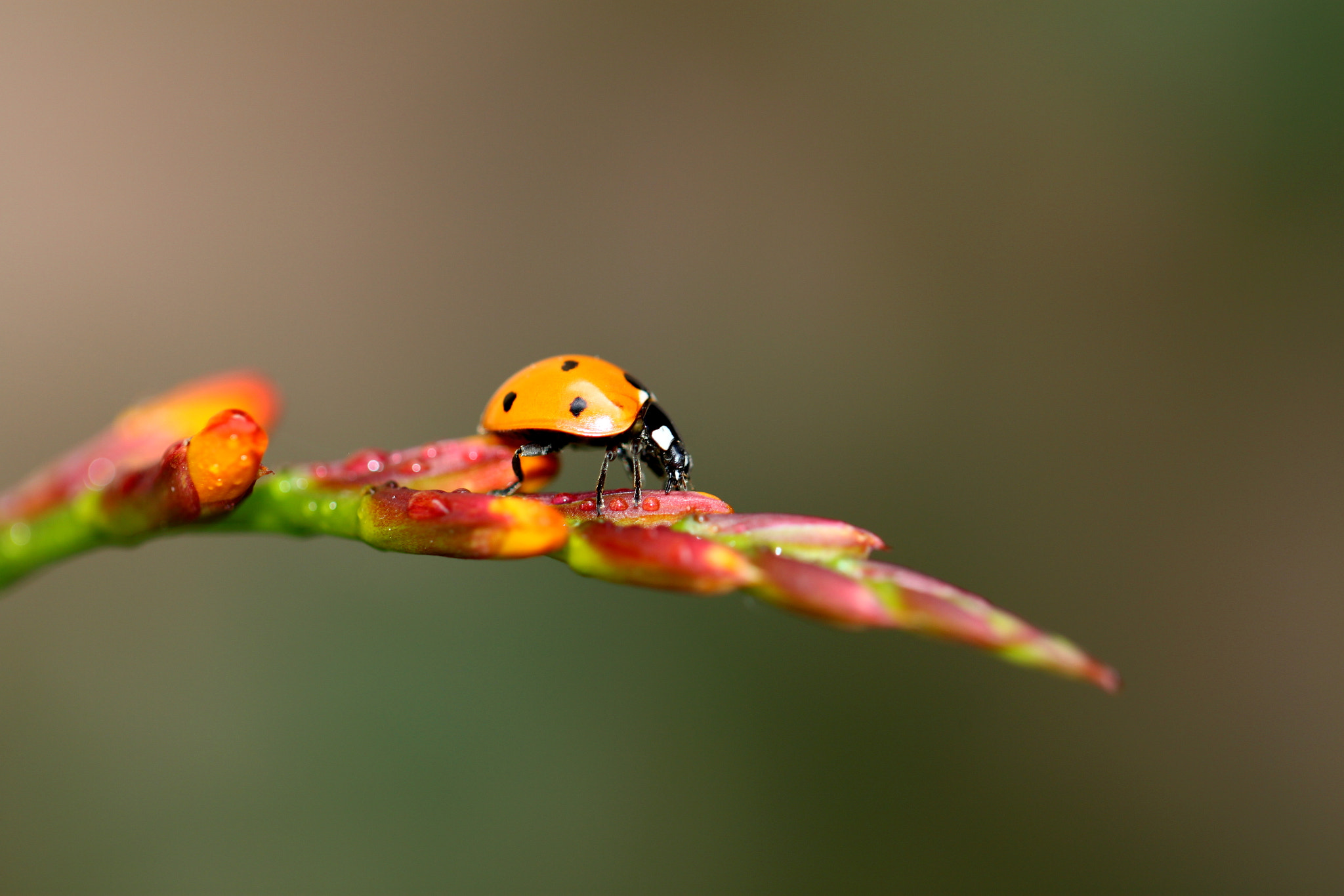 Canon EOS 500D (EOS Rebel T1i / EOS Kiss X3) + Canon EF 100mm F2.8L Macro IS USM sample photo. Good luck photography