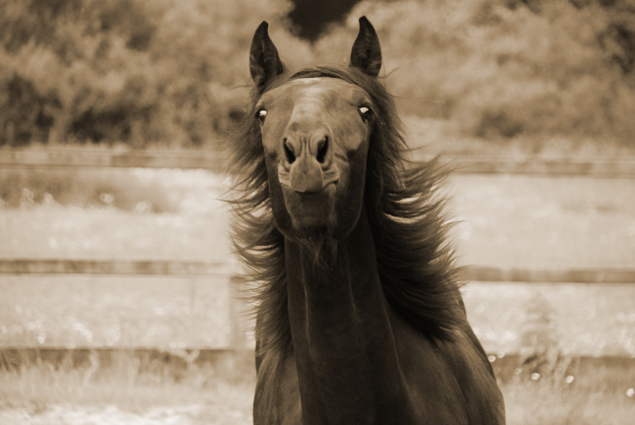 Nikon D80 + Nikon PC-E Nikkor 24mm F3.5D ED Tilt-Shift sample photo. Do i smell carrots ?! photography