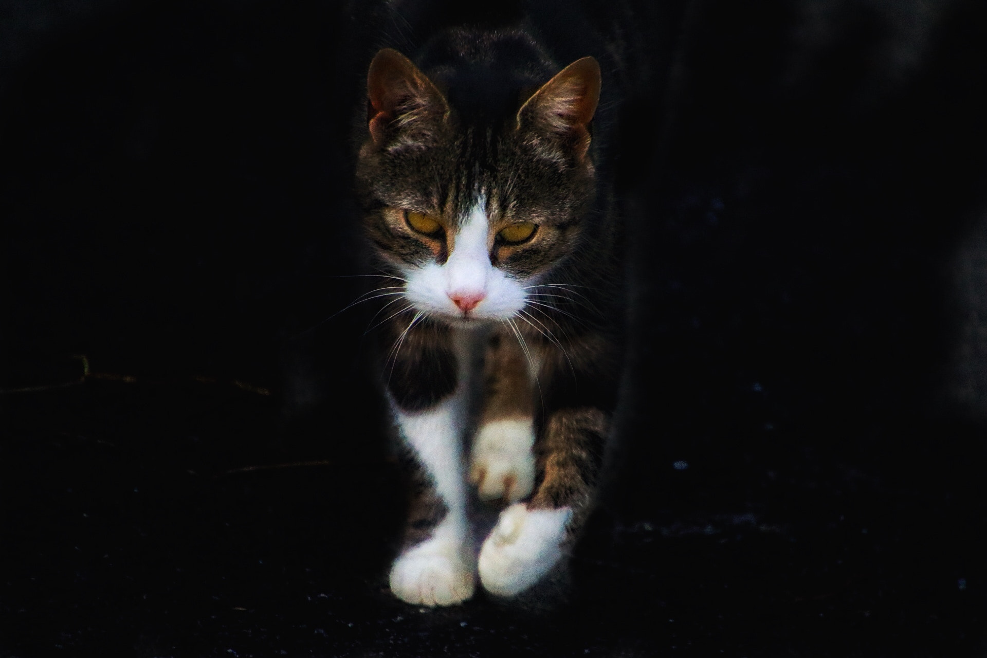 Canon EOS 760D (EOS Rebel T6s / EOS 8000D) sample photo. I'm coming photography