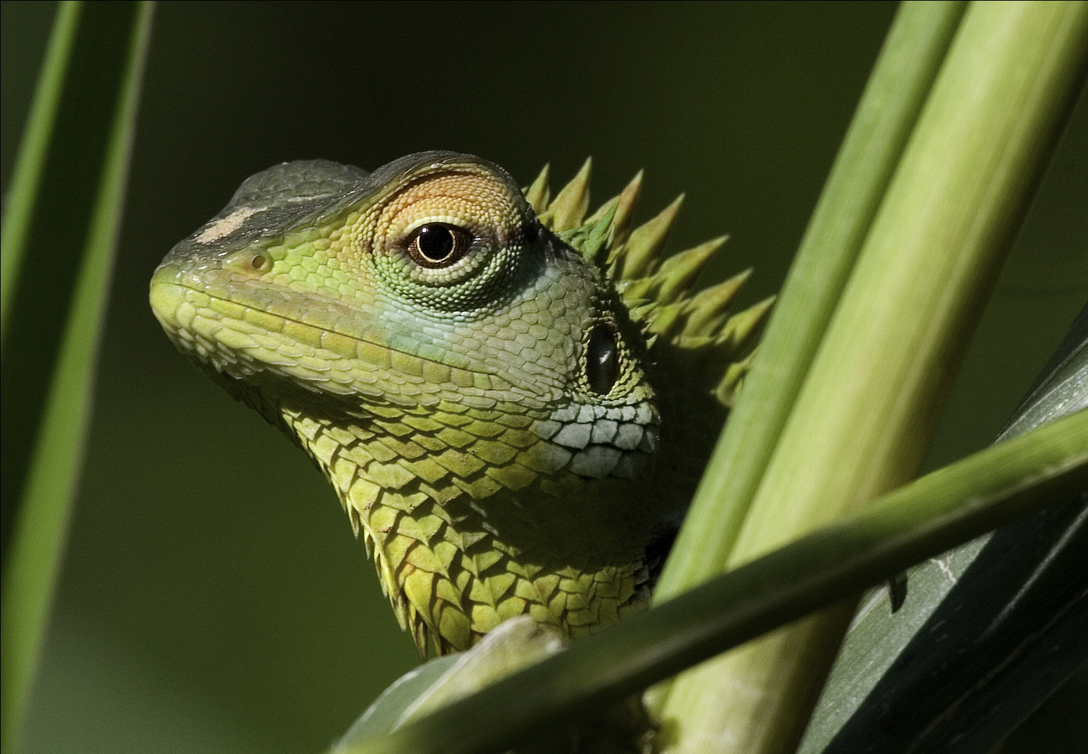Canon EF 100-400mm F4.5-5.6L IS USM sample photo. Green garden lizard photography