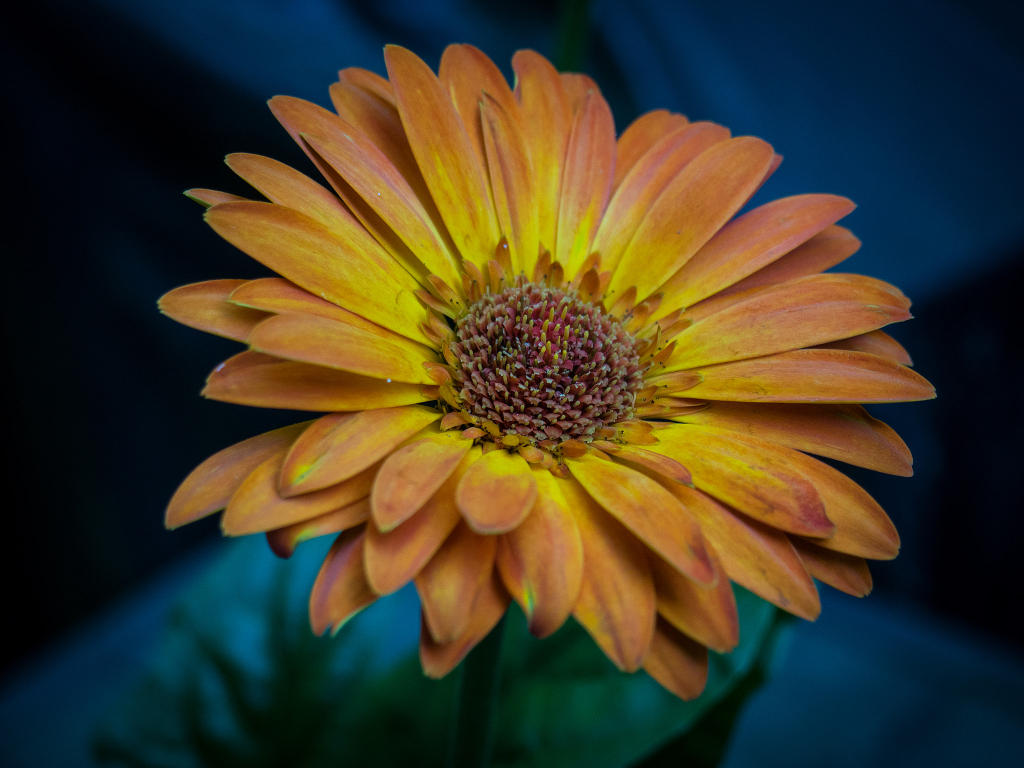 Olympus M.Zuiko Digital 14-42mm F3.5-5.6 II R sample photo. Orange daisy photography