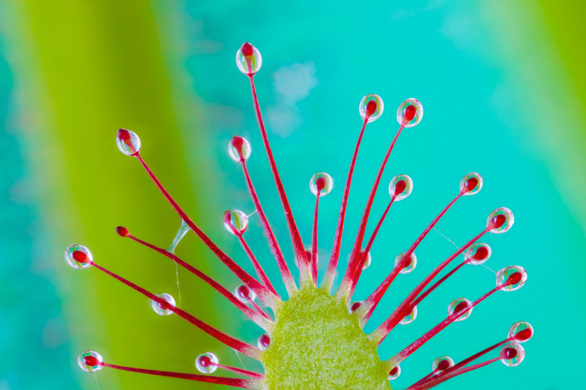 Canon EF 24mm f/1.4L sample photo. Drosera photography