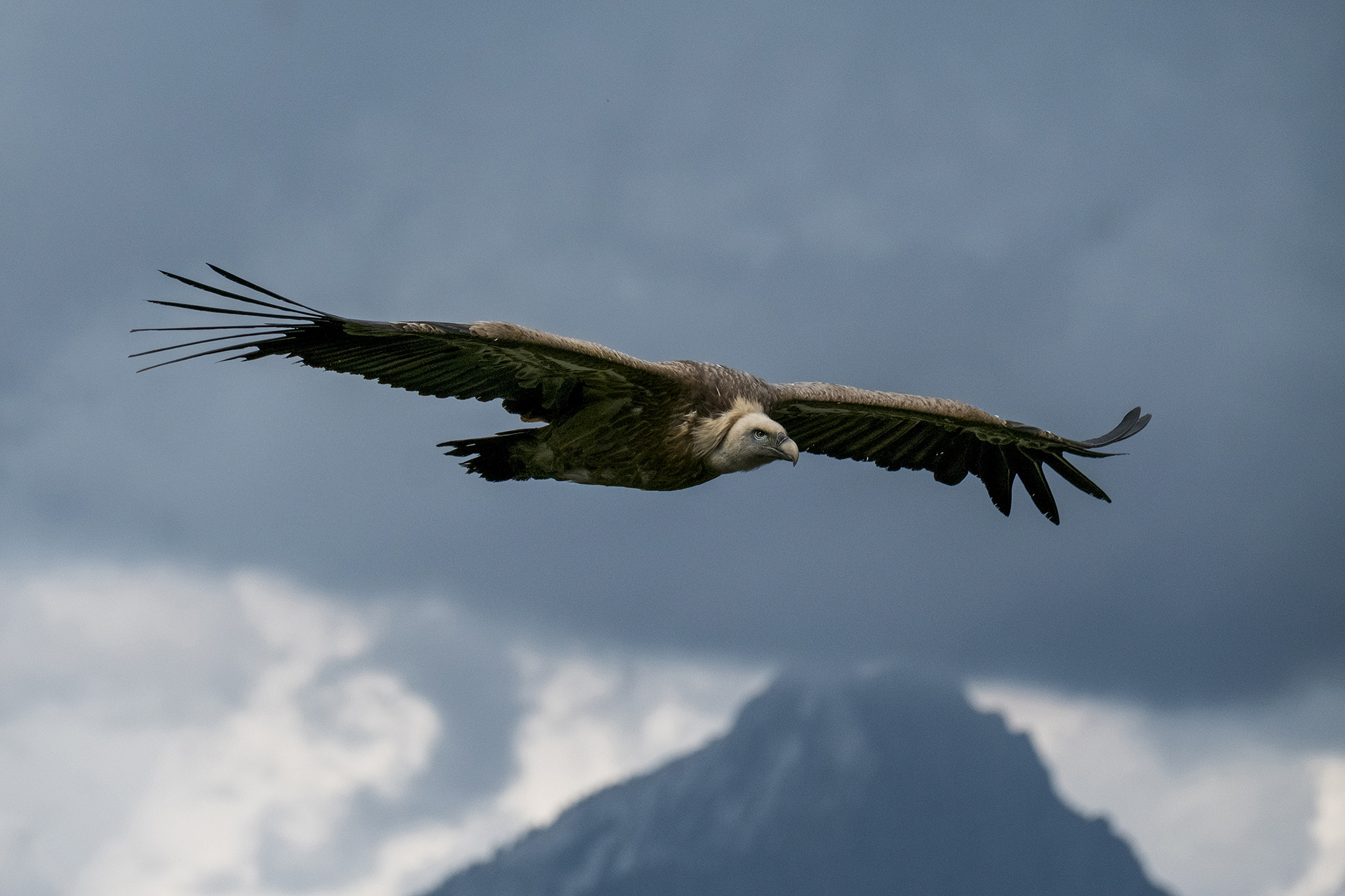 Fujifilm XF 100-400mm F4.5-5.6 R LM OIS WR sample photo. Grifone nelle gole del verdon photography