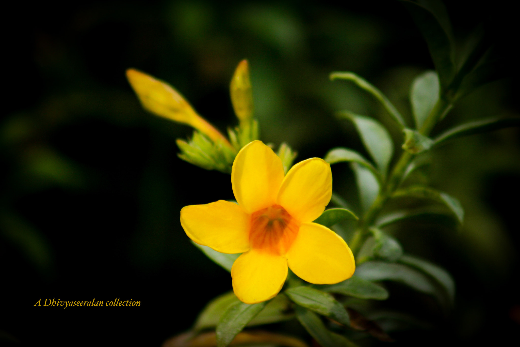 Canon EF 75-300mm f/4-5.6 USM sample photo. Yellow star ;) photography