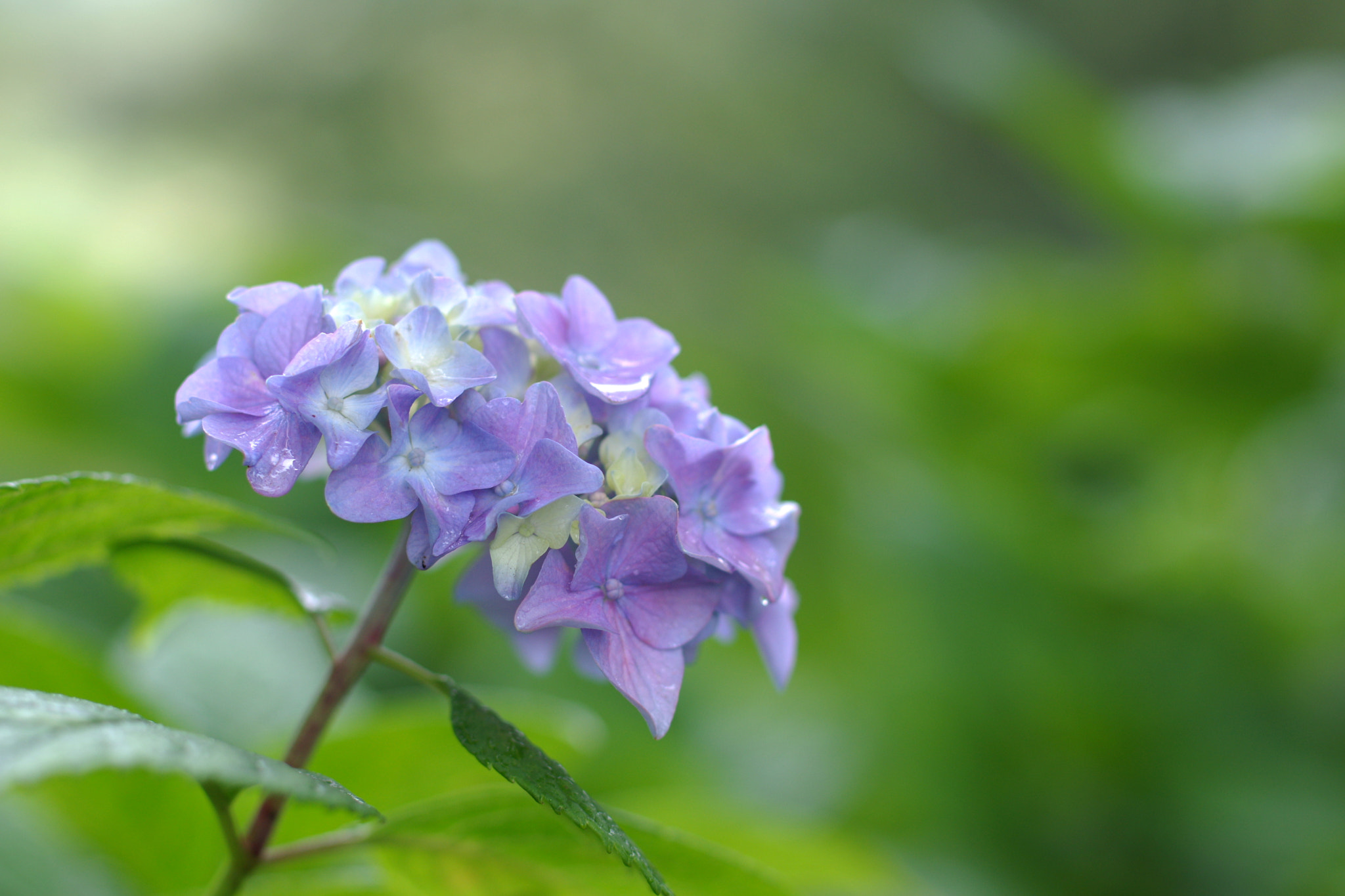 Pentax K-3 + Pentax smc DA* 55mm F1.4 SDM sample photo. Azisai photography