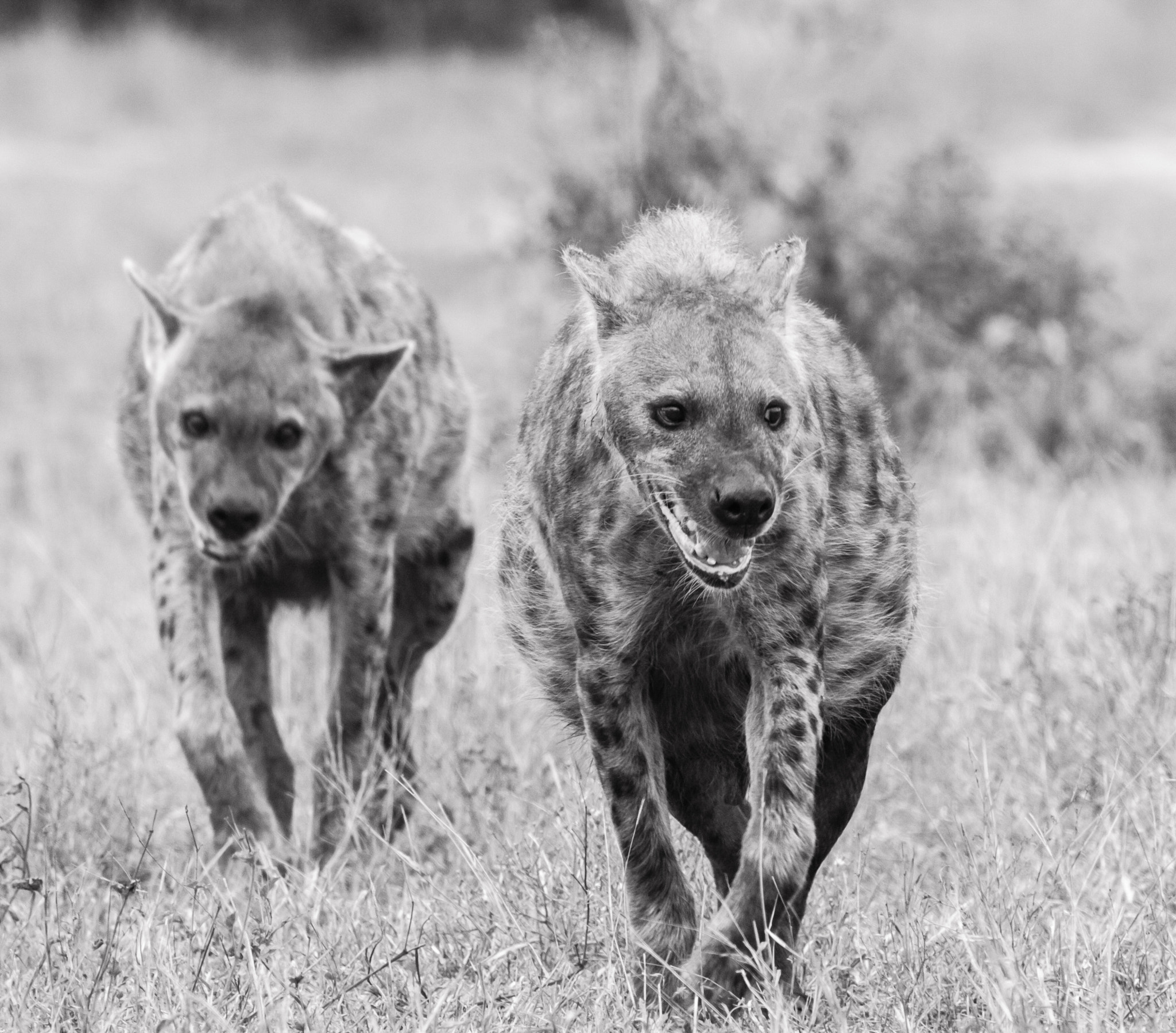 Canon EOS 50D + Canon EF 400mm F5.6L USM sample photo. Hyena in a row photography