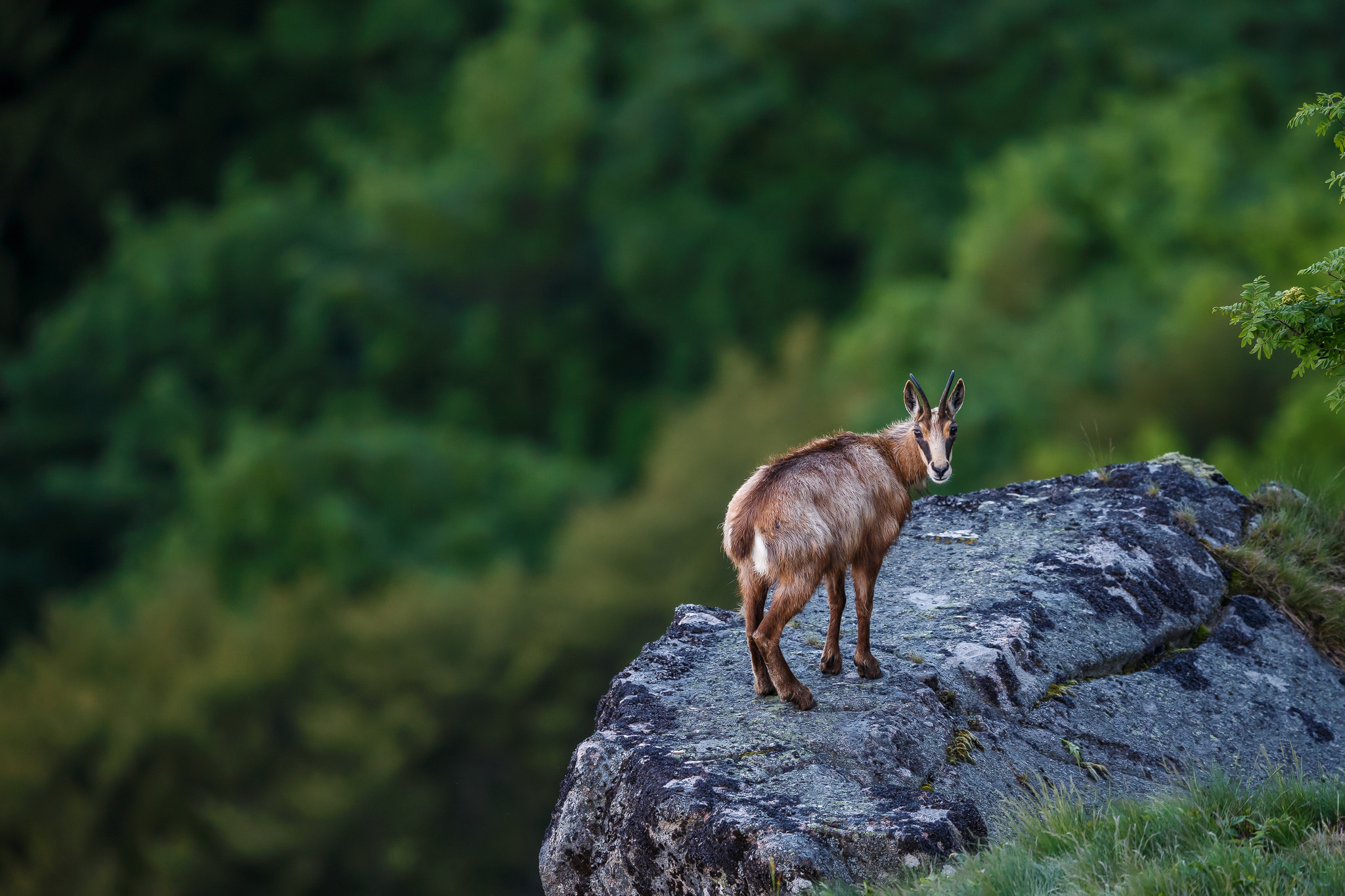 Canon EOS-1D X + Canon EF 400mm F2.8L IS II USM sample photo. Look behind photography