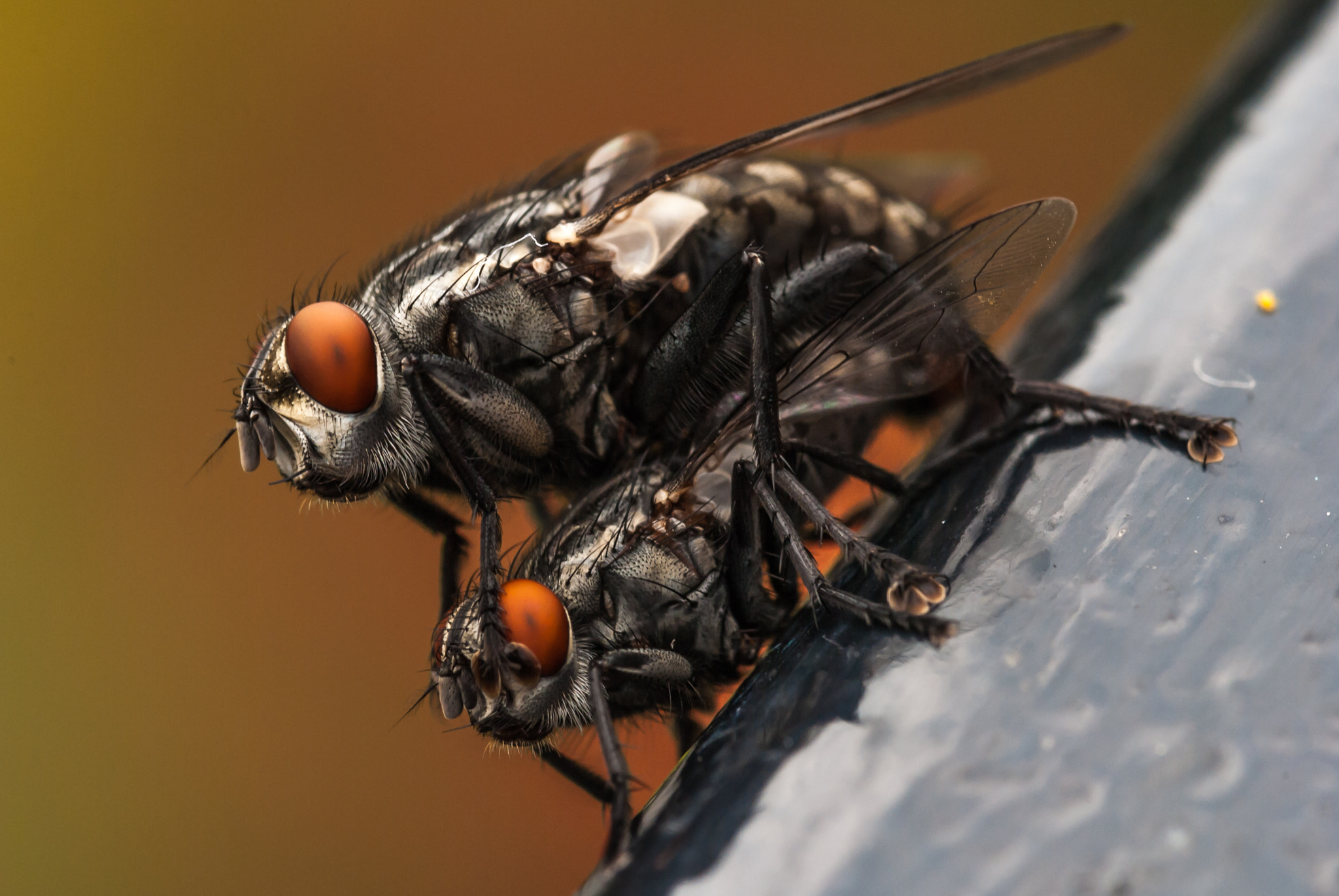 Nikon D3000 sample photo. Flies in love photography