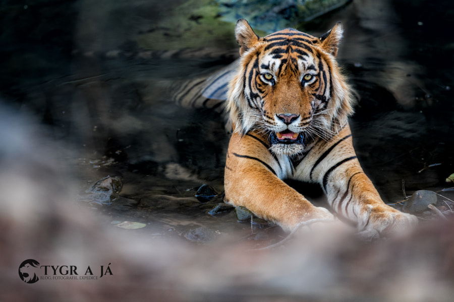 Canon EF 300mm F2.8L IS II USM sample photo. Tiger t57 - daddy photography