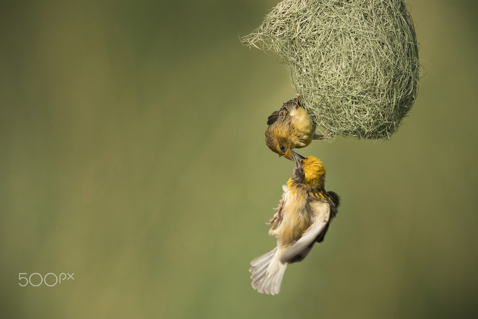 Nikon D5 + Nikon AF-S Nikkor 600mm F4G ED VR sample photo. Pairing of baya weaver photography