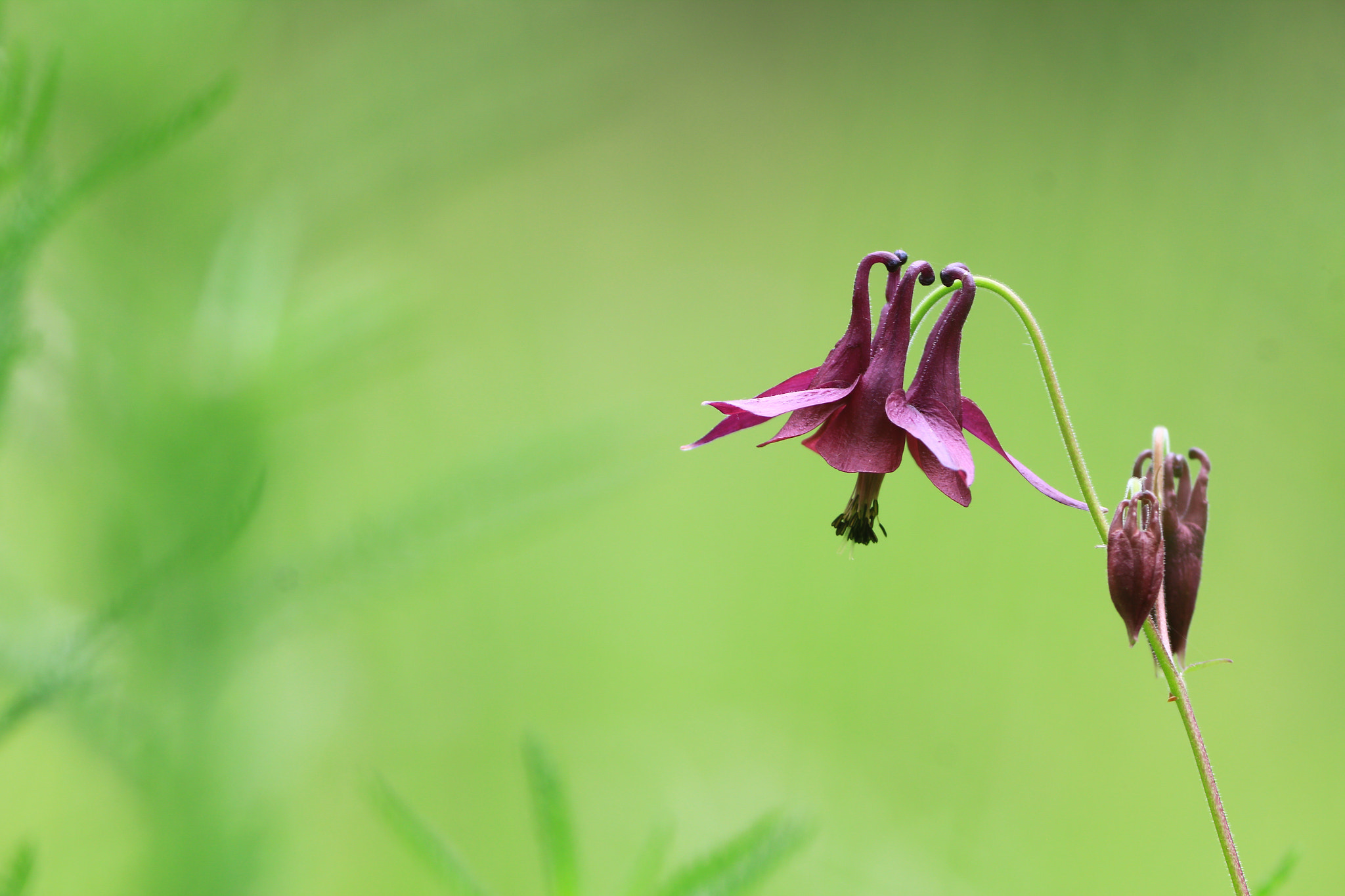 Canon EF 200-400mm F4L IS USM Extender 1.4x sample photo