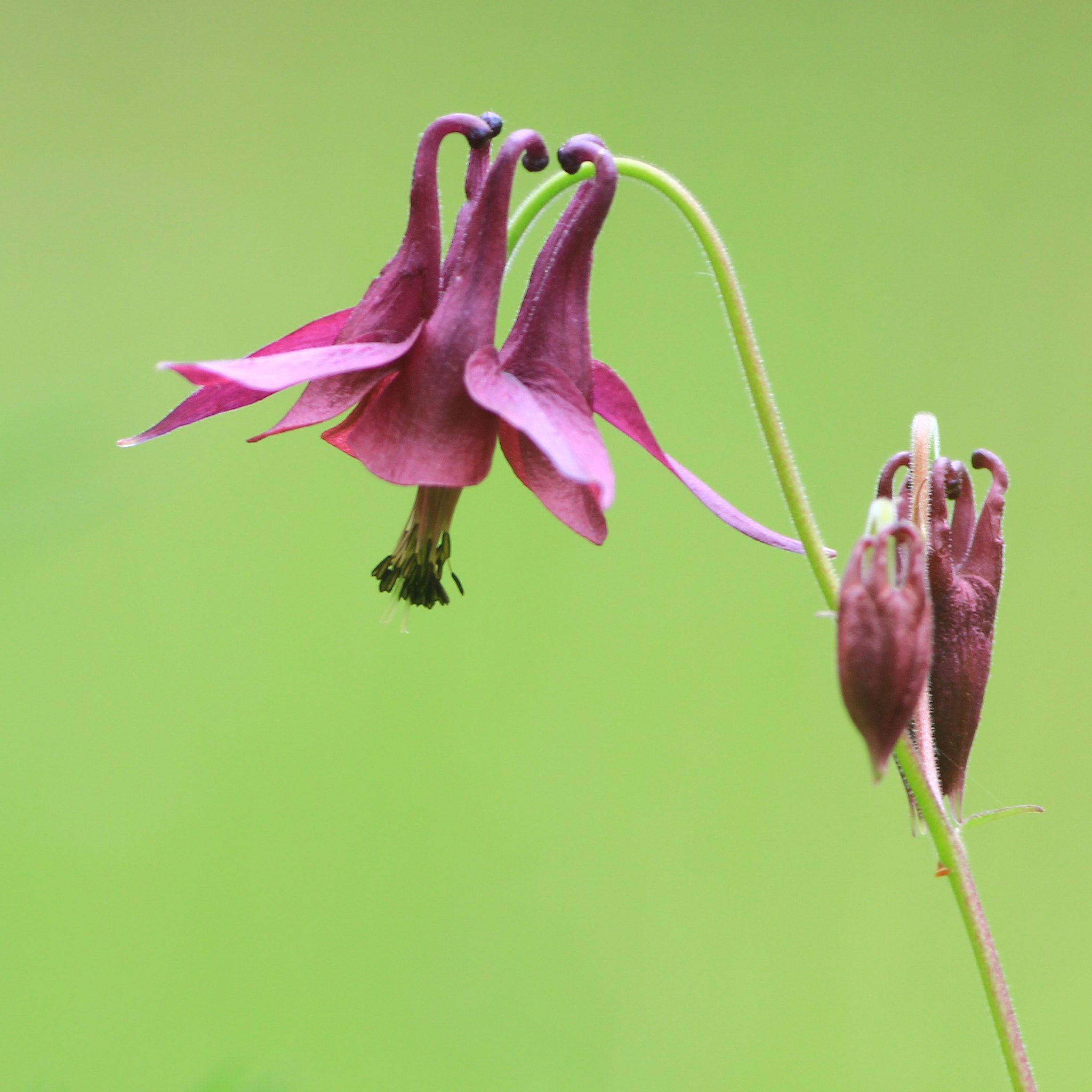 Canon EF 200-400mm F4L IS USM Extender 1.4x sample photo