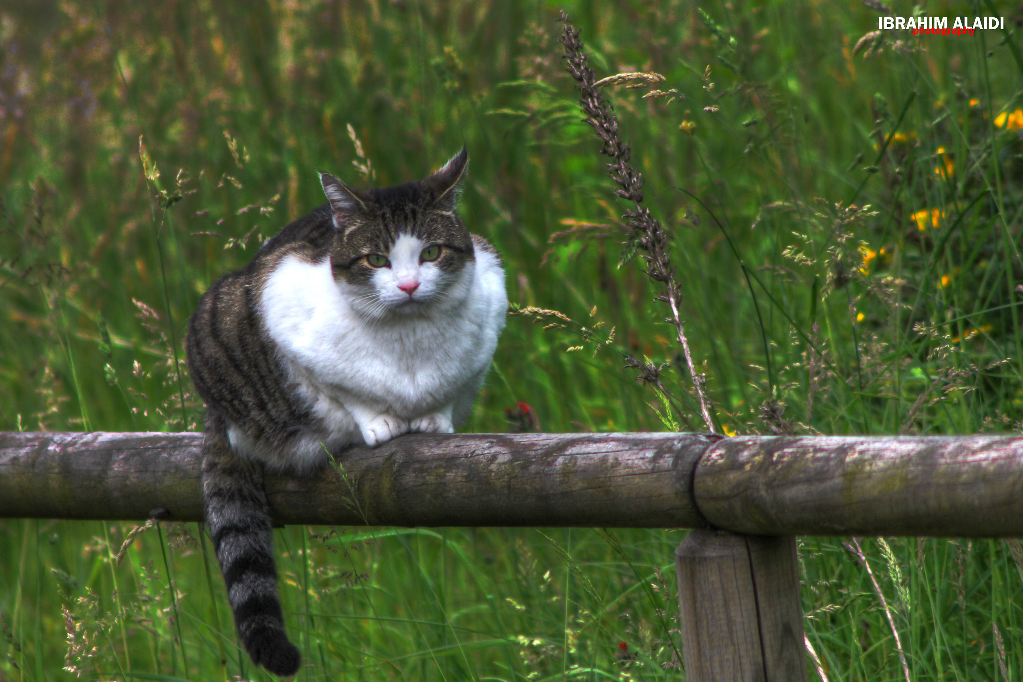 Canon EF 75-300mm F4.0-5.6 IS USM sample photo