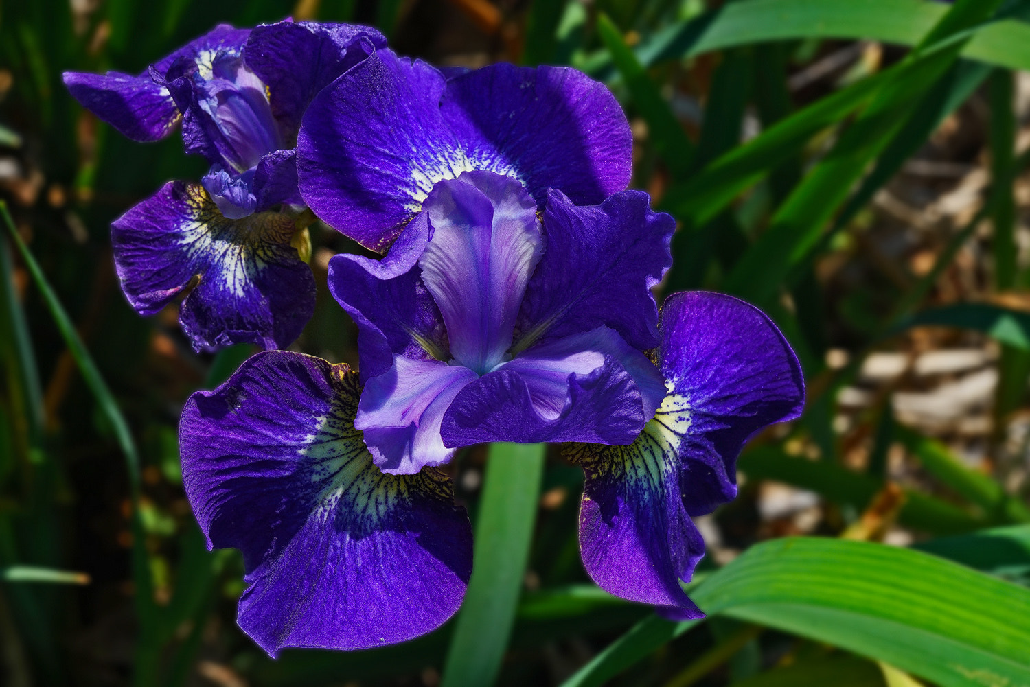 100mm F2.8 SSM sample photo. Blue garden iris photography