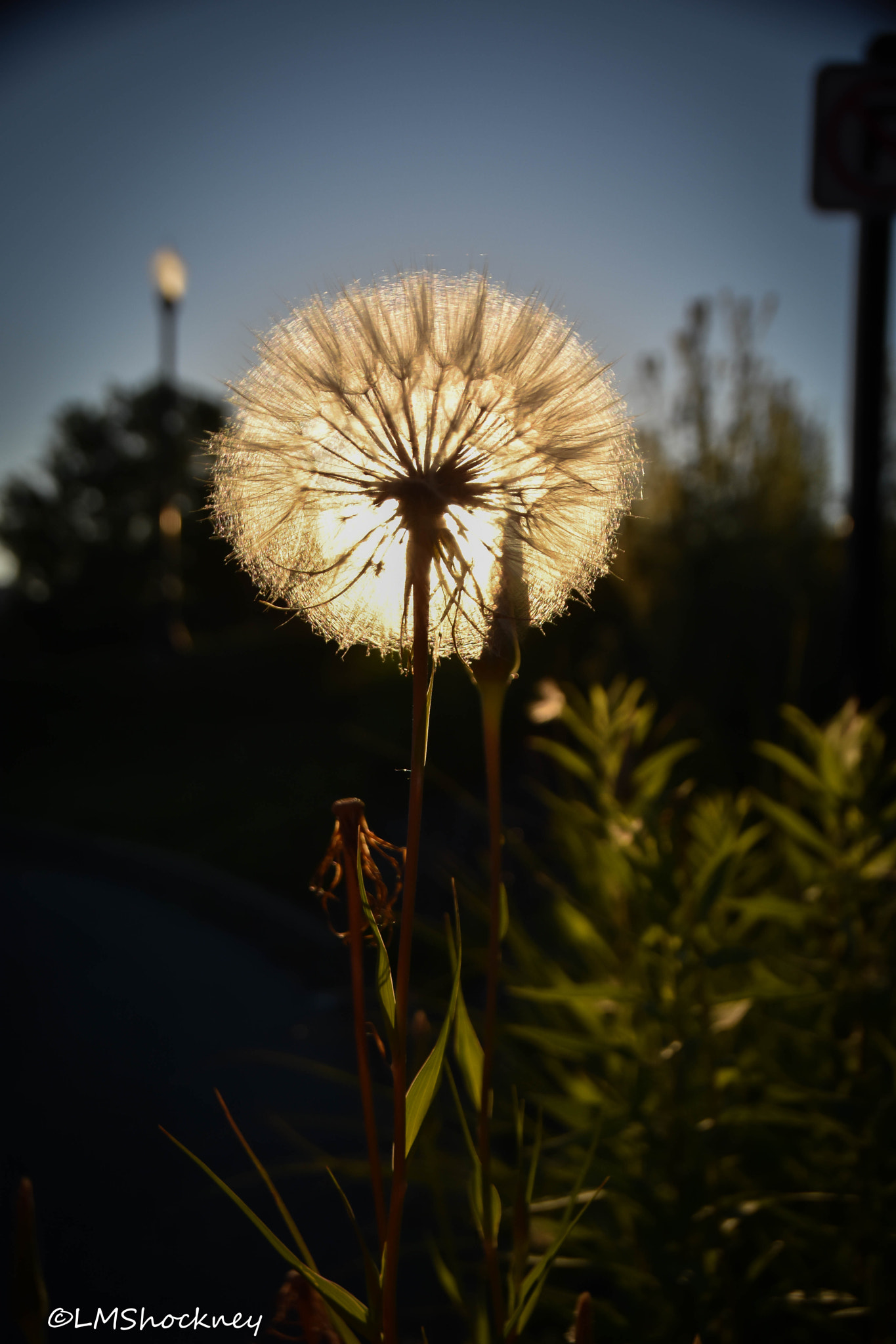 Sigma 18-250mm F3.5-6.3 DC OS HSM sample photo. Saturday morning walk photography