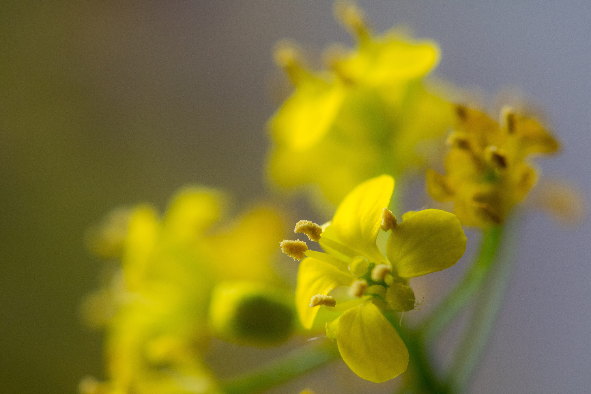 Canon EOS M3 + Canon EF 100mm F2.8L Macro IS USM sample photo. Natures colour photography