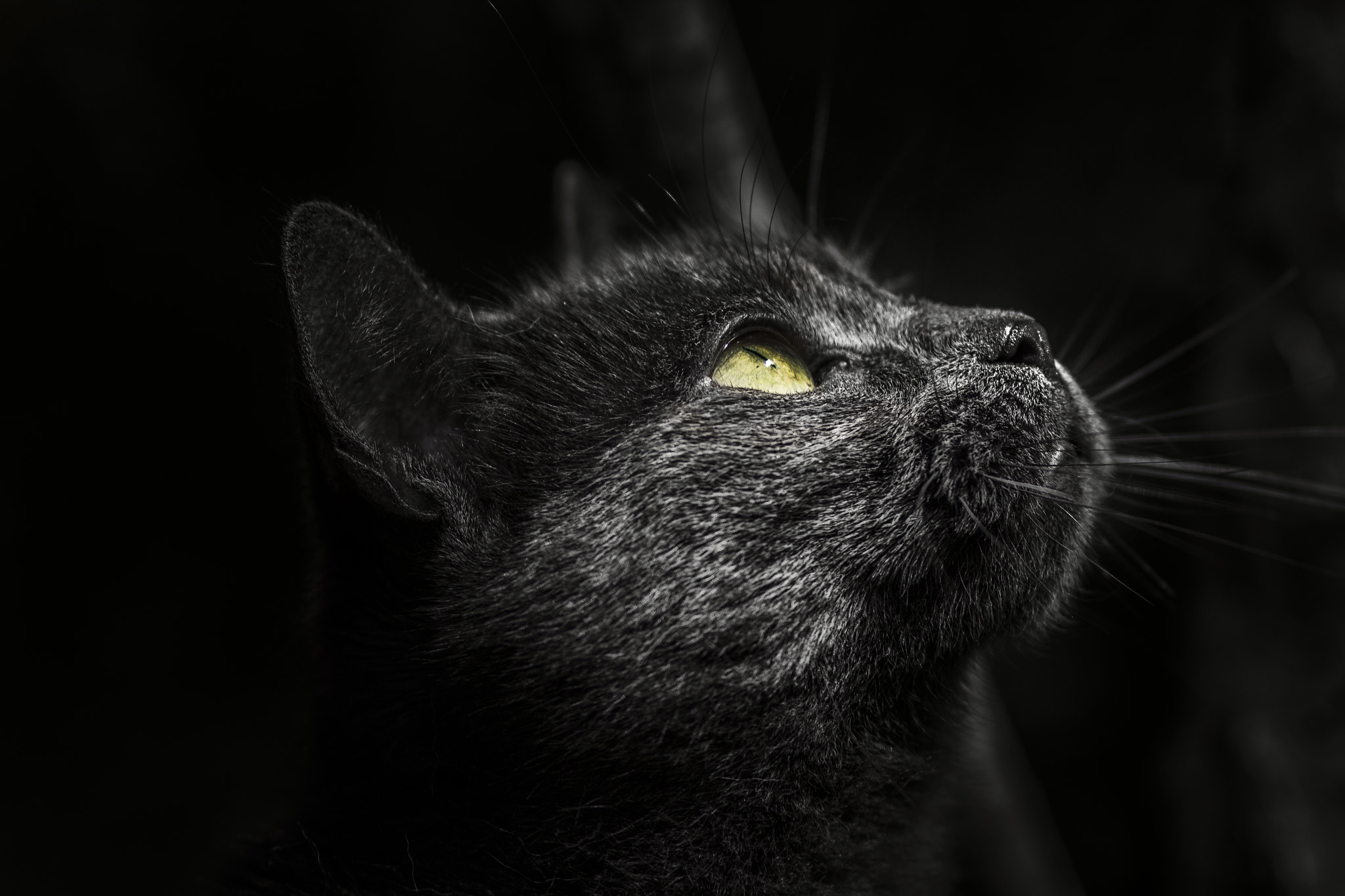 Canon EOS 600D (Rebel EOS T3i / EOS Kiss X5) + Canon EF 100mm F2.0 USM sample photo. Tinka photography