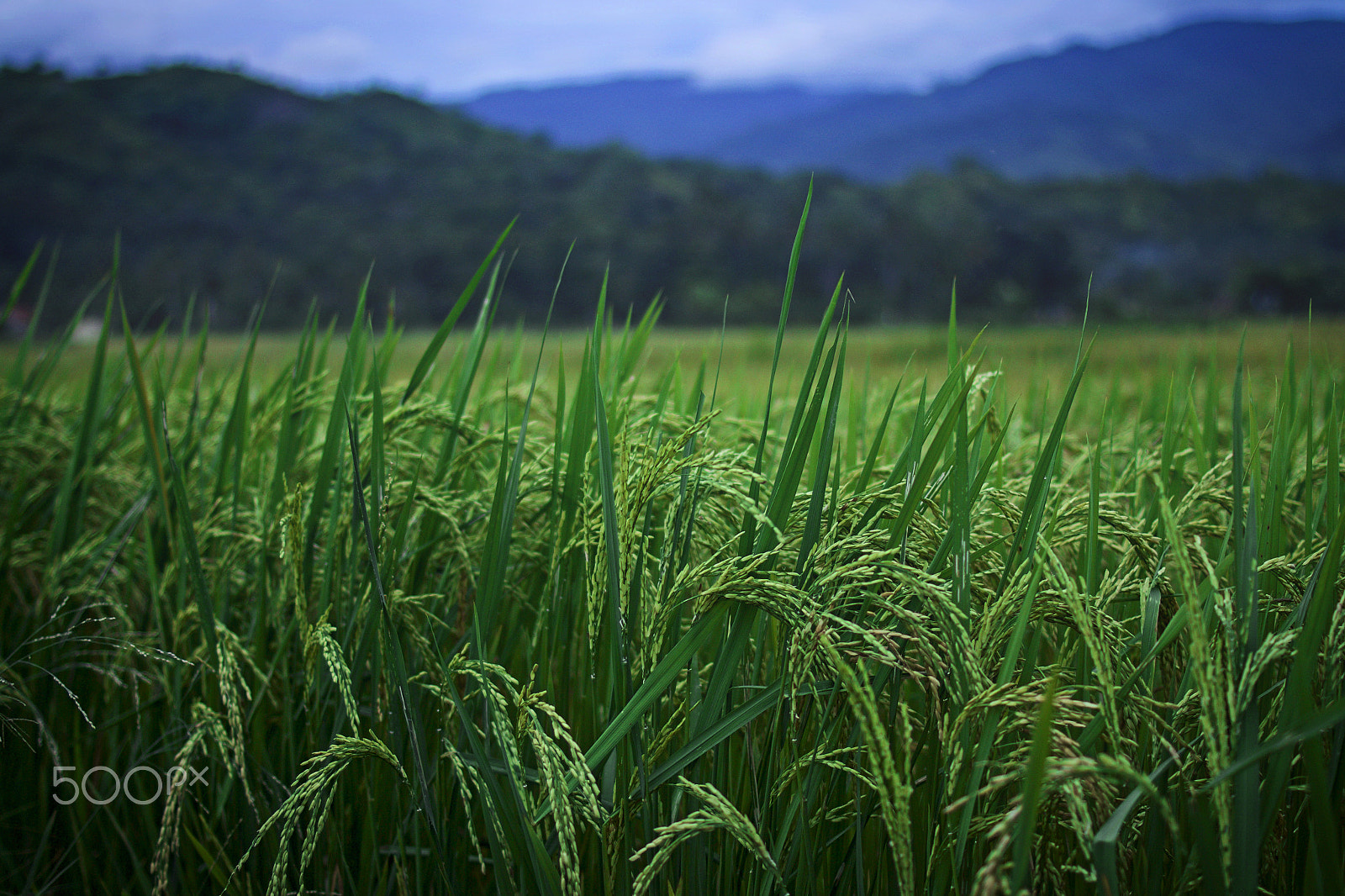 Canon EOS 70D + ZEISS Distagon T* 35mm F2 sample photo. Tapak tuan paddy fields photography