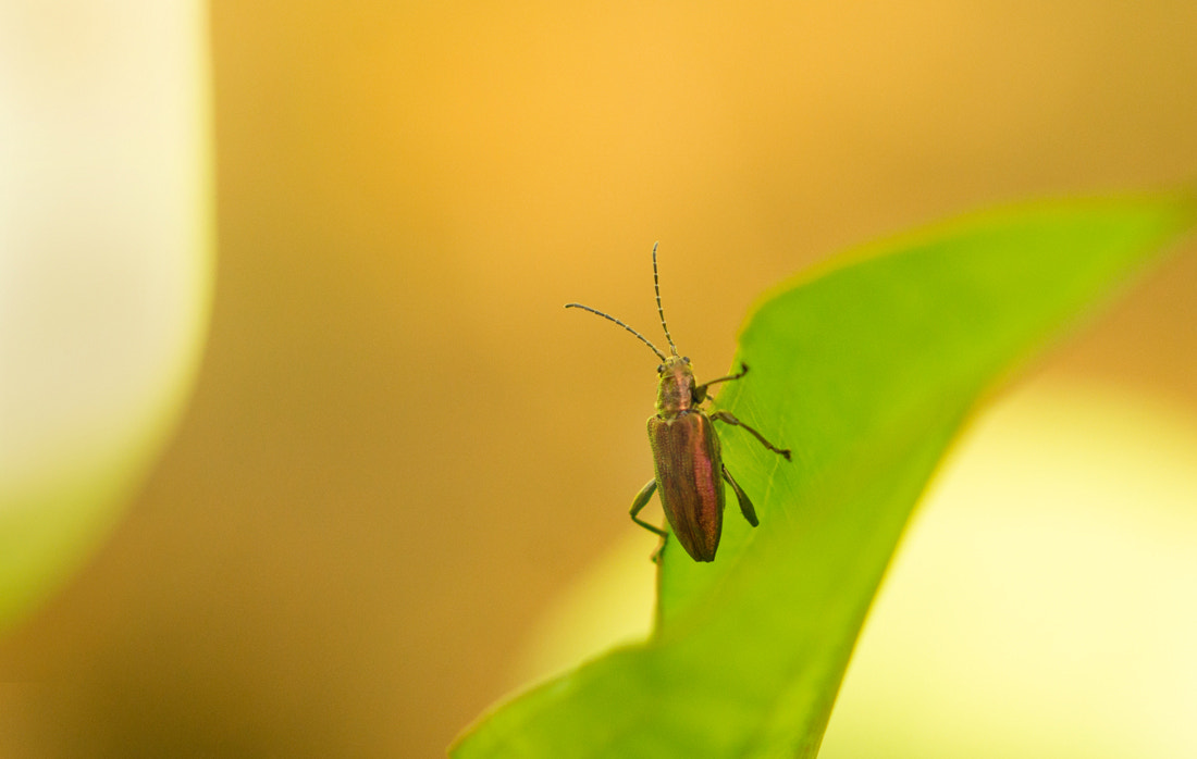 Sony Alpha DSLR-A550 + Sony 100mm F2.8 Macro sample photo. Beetle photography