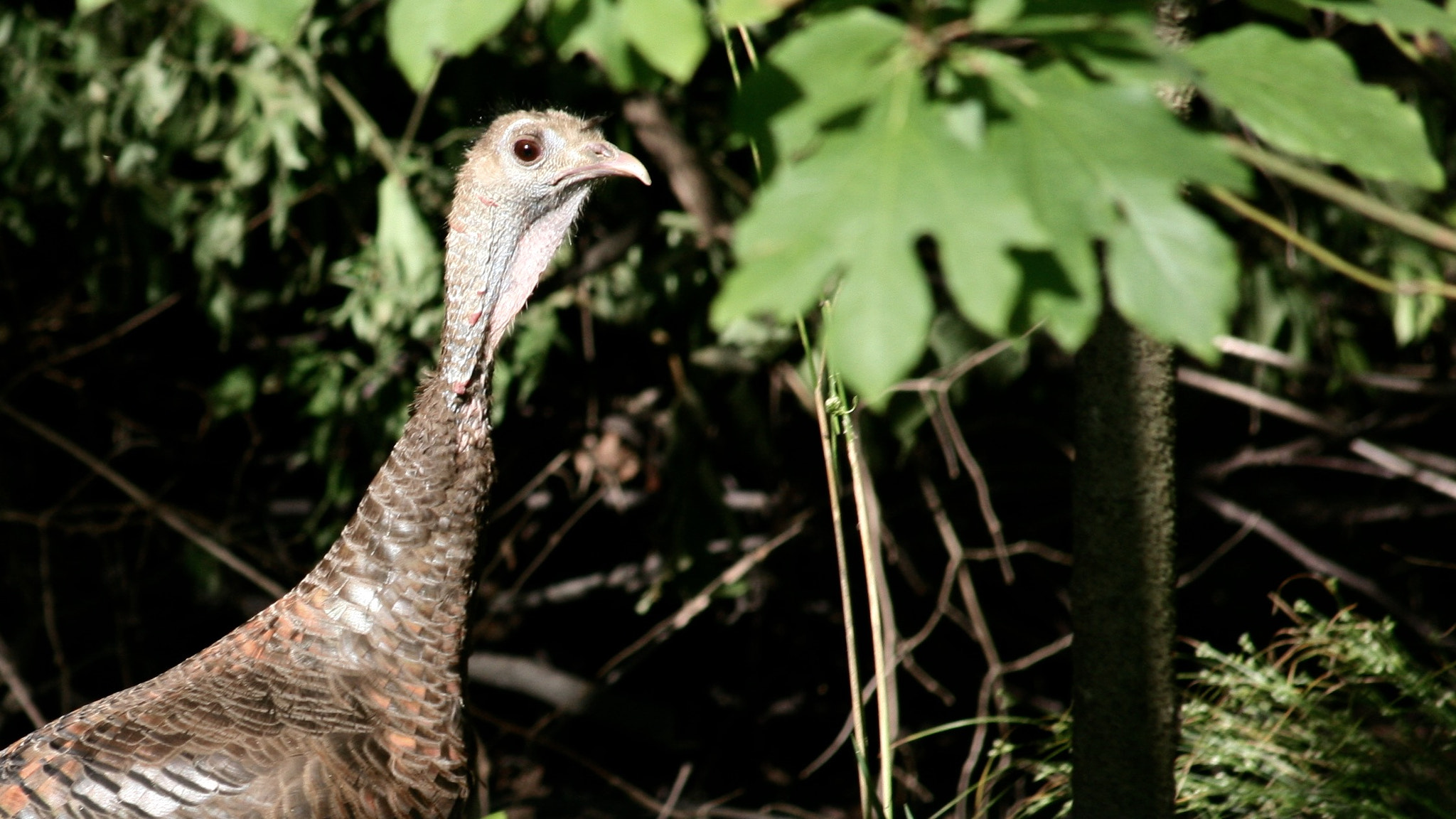 Canon EF 70-300mm F4-5.6 IS USM sample photo. Not the kind of bird you normally see at a bird feeder. photography