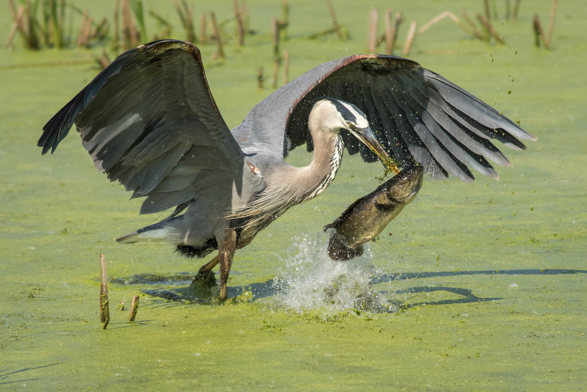 Canon EOS 7D Mark II + Canon EF 400mm F5.6L USM sample photo. Winner winner, fish for dinner photography