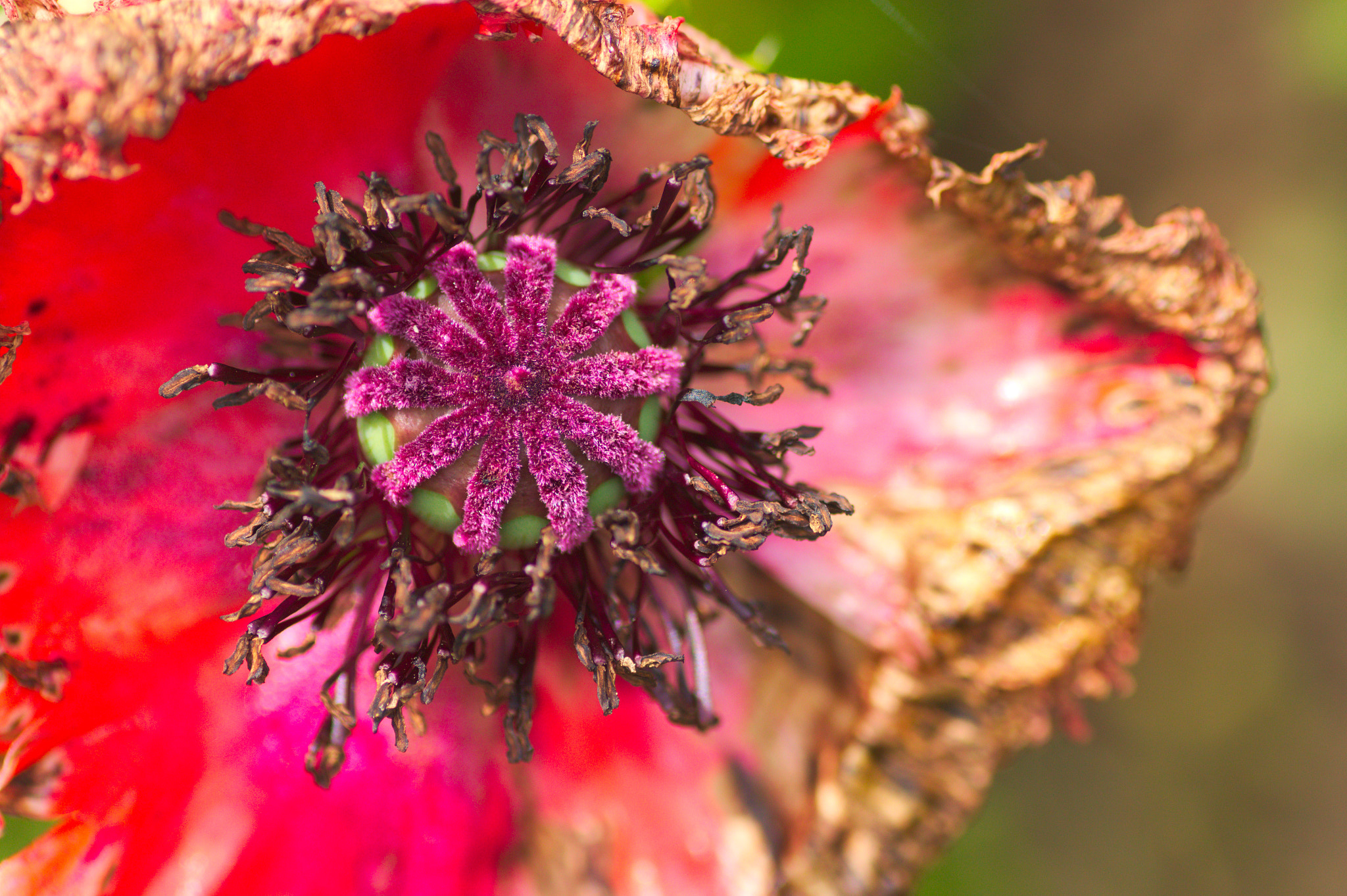 Canon EOS 550D (EOS Rebel T2i / EOS Kiss X4) + Tamron SP AF 90mm F2.8 Di Macro sample photo. Burnt flower photography