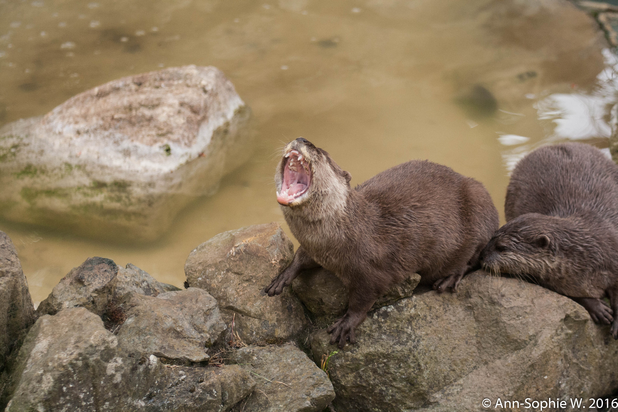 Canon EF 80-200mm F4.5-5.6 II sample photo. Short clawed otter photography