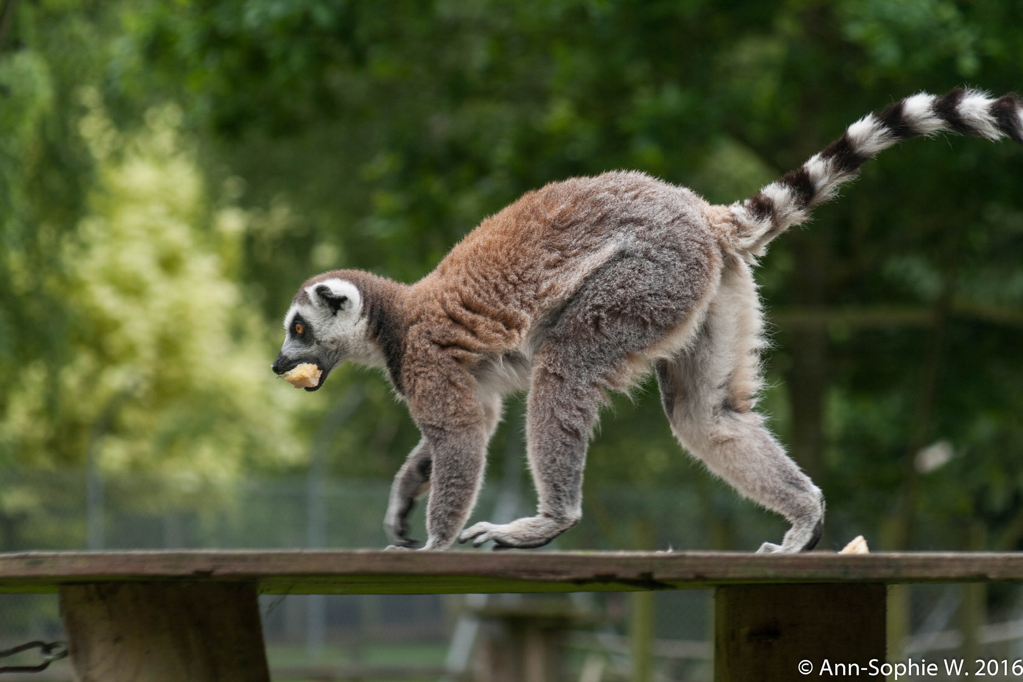 Canon EF 80-200mm F4.5-5.6 II sample photo. Ring tailed lemur photography