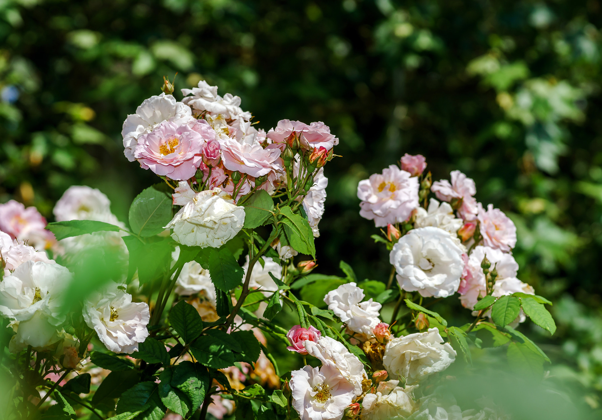 Sony a99 II + Minolta AF 100mm F2.8 Macro [New] sample photo. Botanic garden with blossom roses, alsace photography