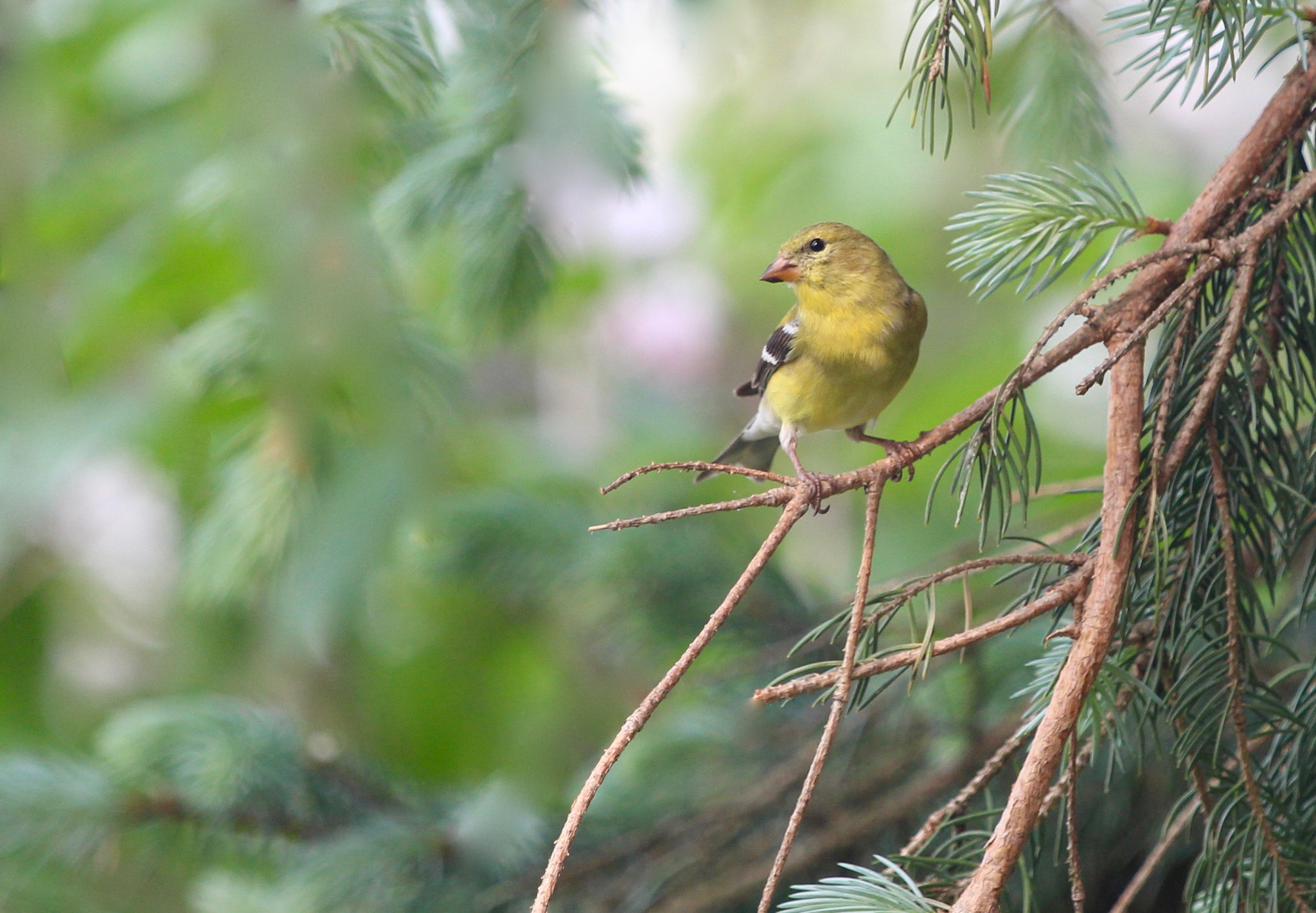 Canon EOS 700D (EOS Rebel T5i / EOS Kiss X7i) + Canon EF 70-200mm F4L IS USM sample photo. Goldfinch in tree photography