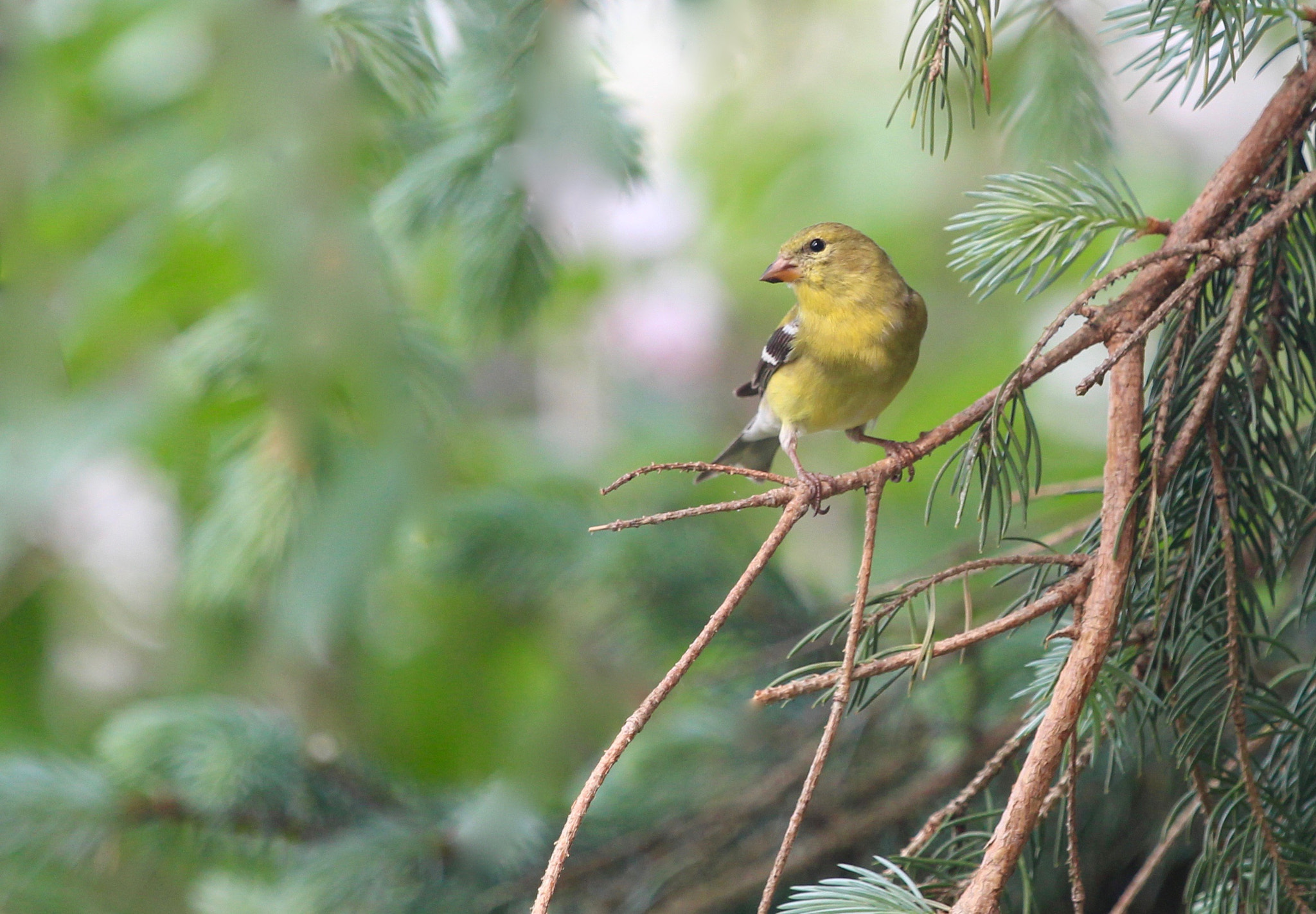 Canon EF 70-200mm F4L IS USM sample photo. Goldfinch in tree photography