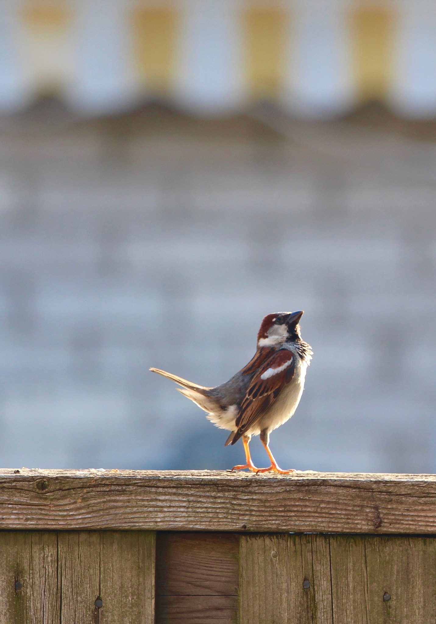 Canon EF 70-200mm F4L IS USM sample photo. Proud feathers photography
